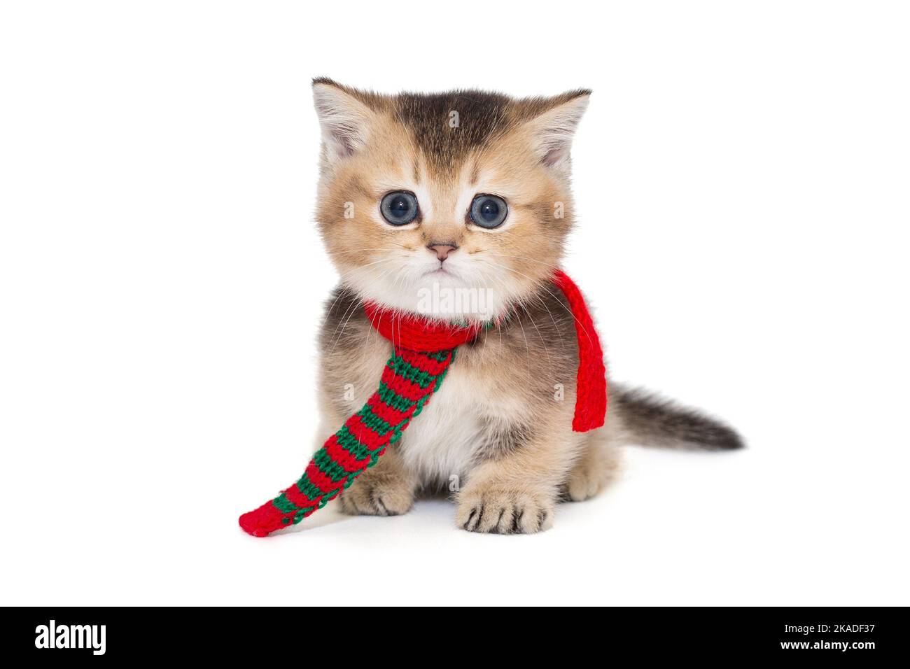 Piccolo gattino scozzese in sciarpa rossa, isolato su sfondo bianco Foto Stock