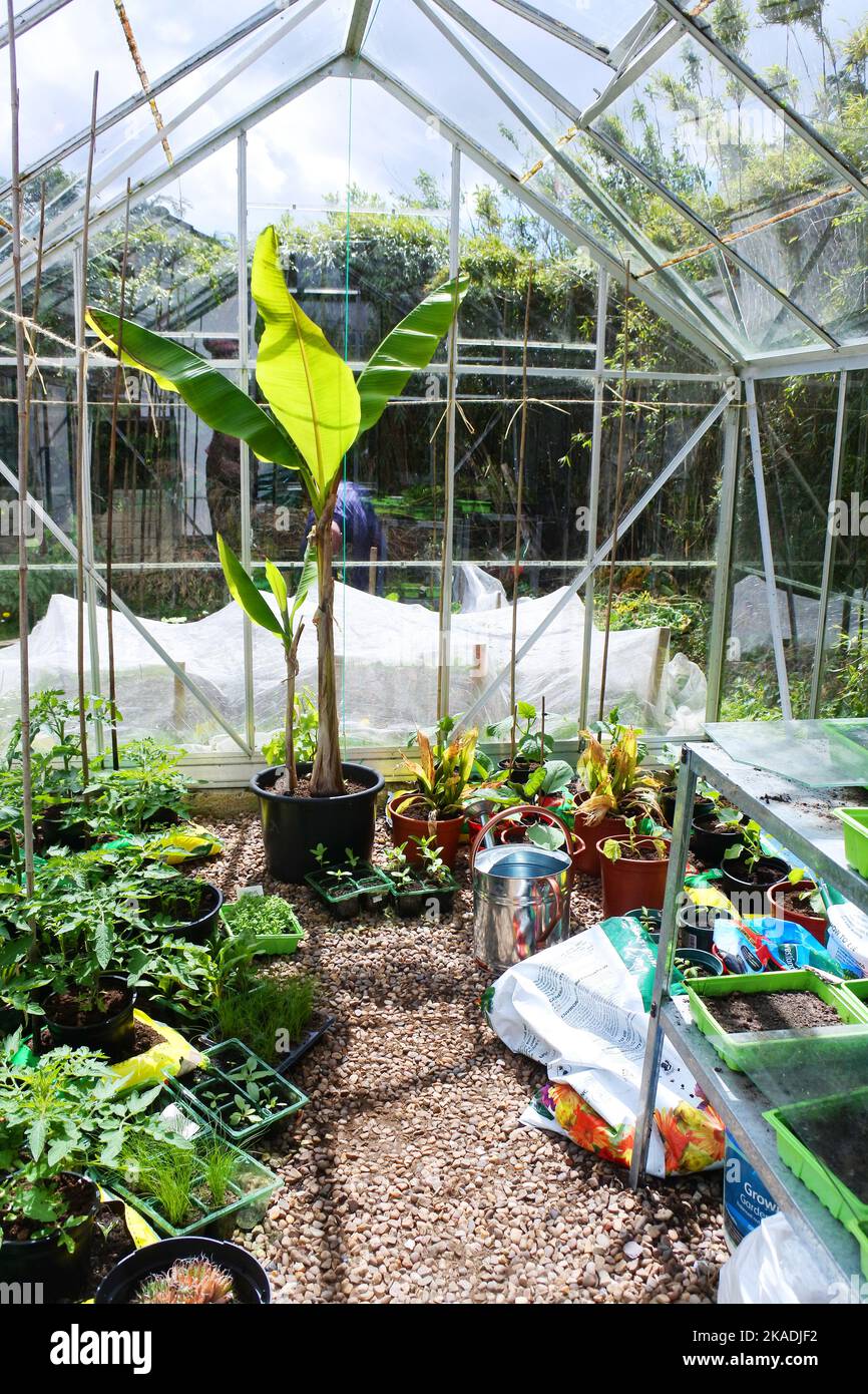 Serra interna in primavera con piante di pomodoro giovani - John Gollop Foto Stock