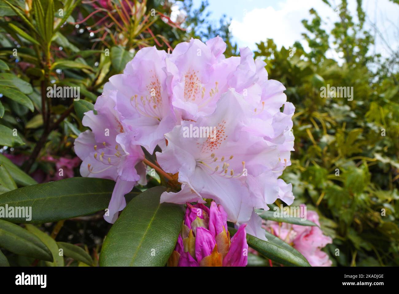 Rododendro fiorito rosa - John Gollop Foto Stock