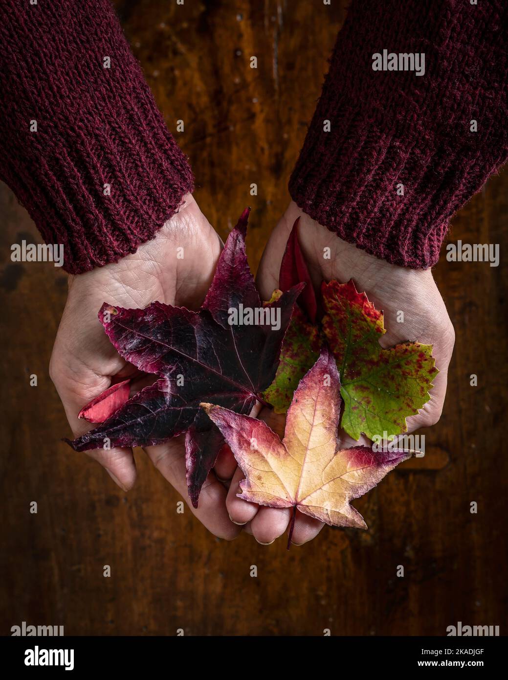 Mani femminili con foglie autunnali colorate su uno sfondo di legno Foto Stock