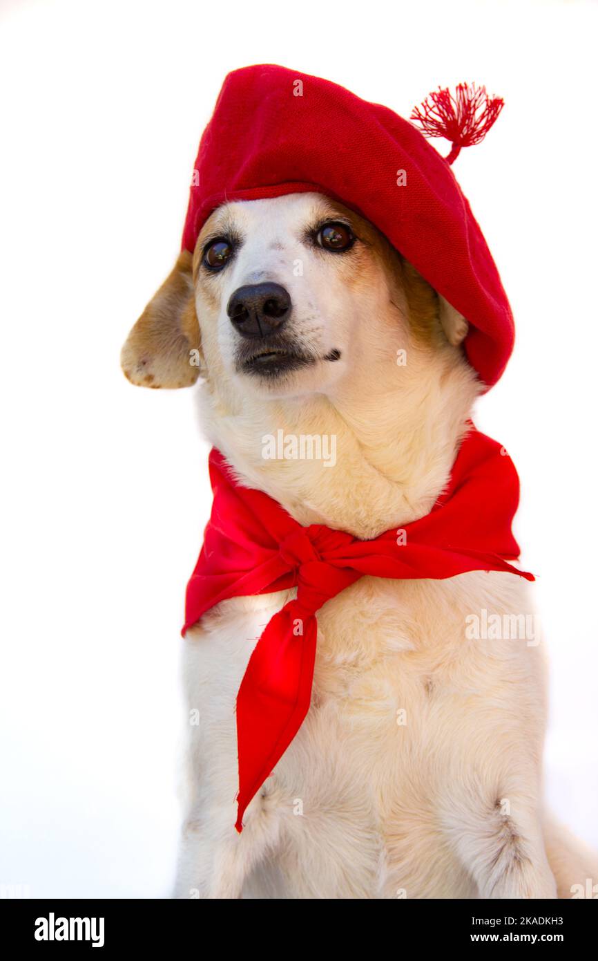 Ritratto di cane grel con berretto e sciarpa rossa su sfondo bianco. Festa di San Fermin Foto Stock