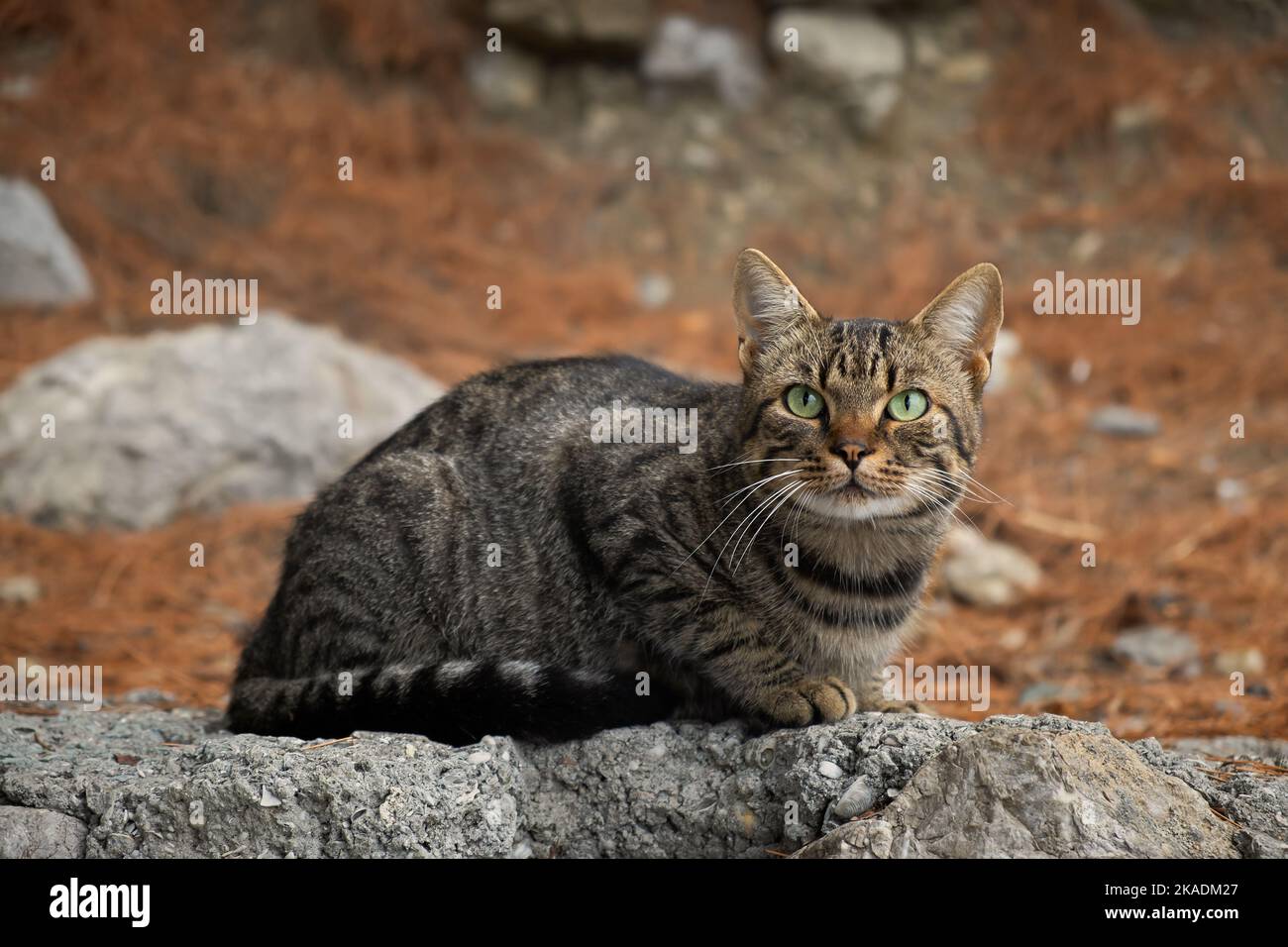 Parco a righe per giovani gatti seduti. Un gatto grigio a righe con occhi verdi posa per la fotocamera a un fotografo. Primo piano verticale. Sfondo sfocato. Il Foto Stock