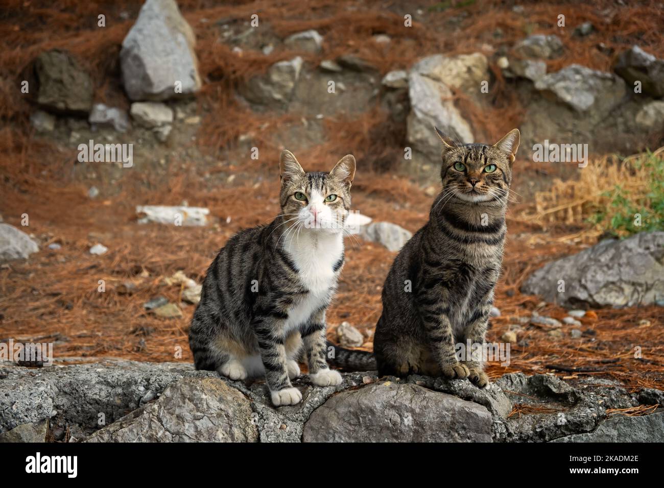 Ritratti di due divertenti gatti di strada nel parco. Un gatto grigio a righe con occhi verdi posa per la fotocamera a un fotografo. Sfondo sfocato. Il con Foto Stock
