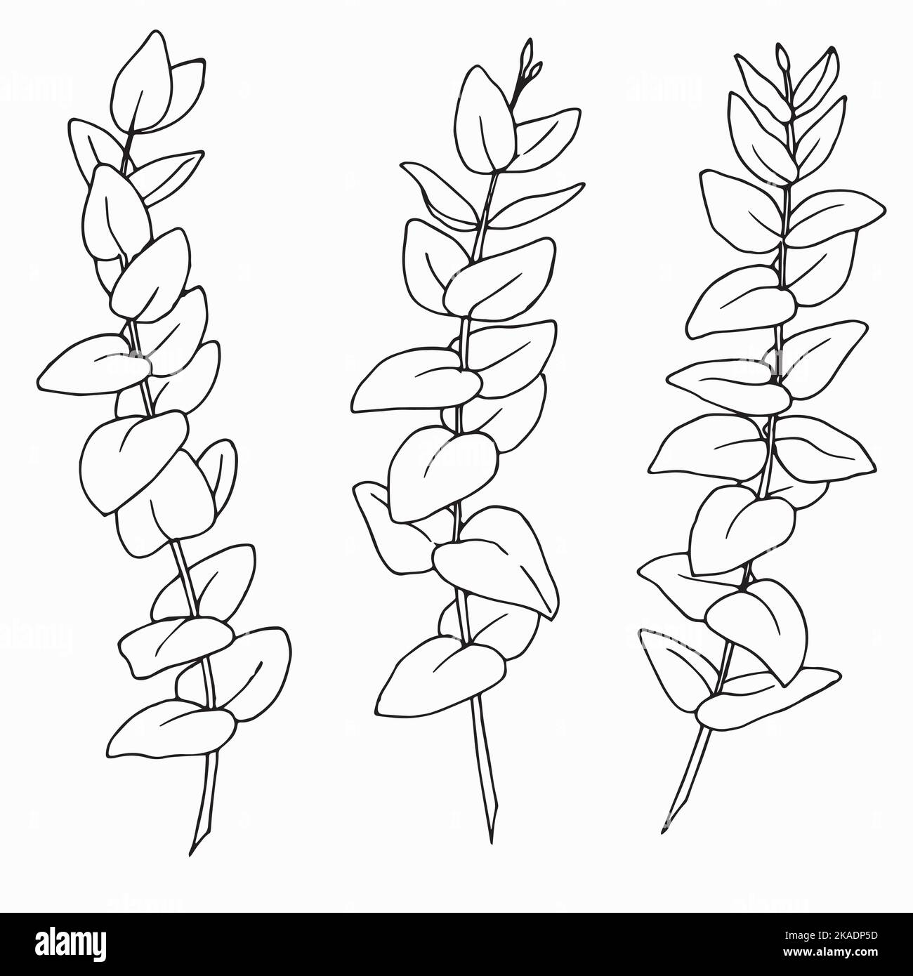 Set di disegni al tratto di rami di eucalipto. Illustrazione vettoriale con piante isolate. Schizzo botanico in stile vintage per gli inviti di nozze o la stampa Illustrazione Vettoriale