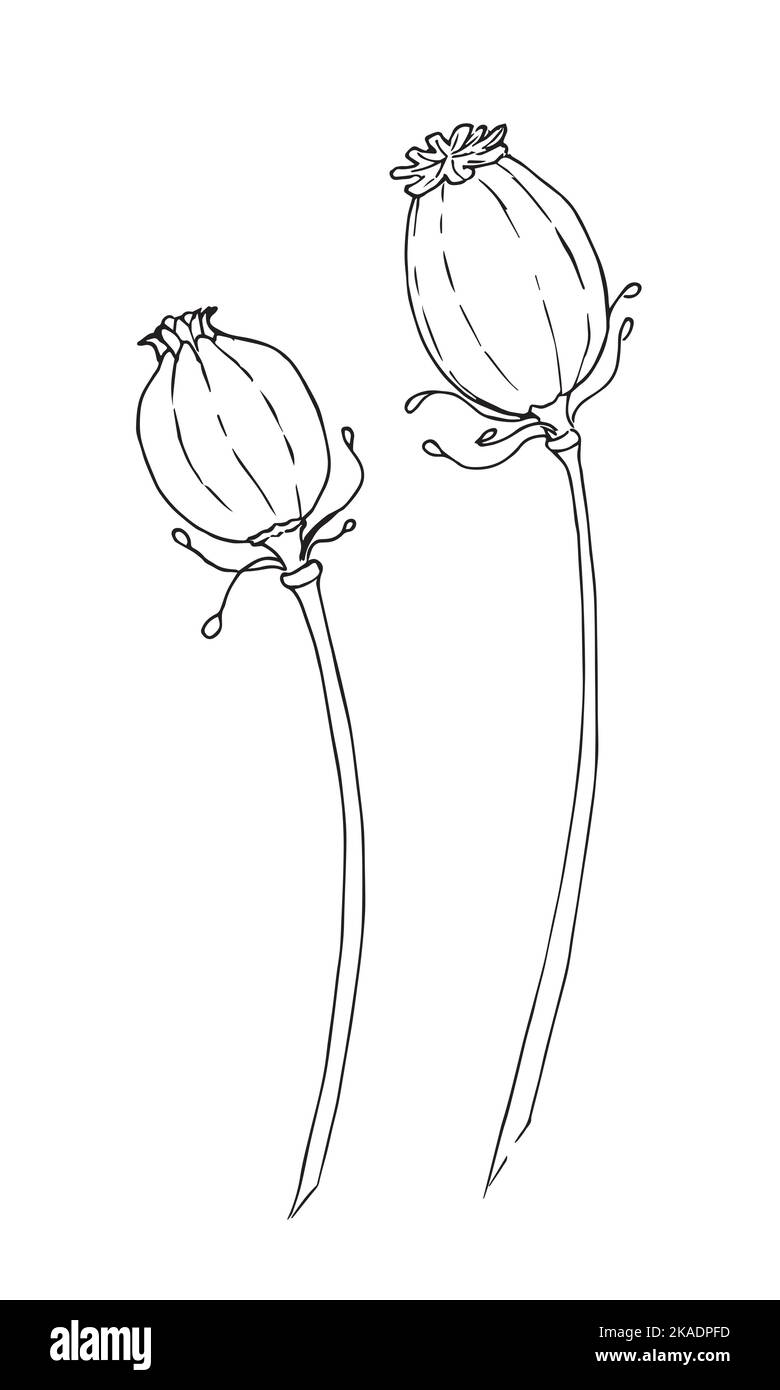 Papavero fiore seme testa disegno incisione vettore illustrazione. Disegno del disegno della stampa di abbigliamento Papaver. Disegno nero su sfondo isolato Illustrazione Vettoriale