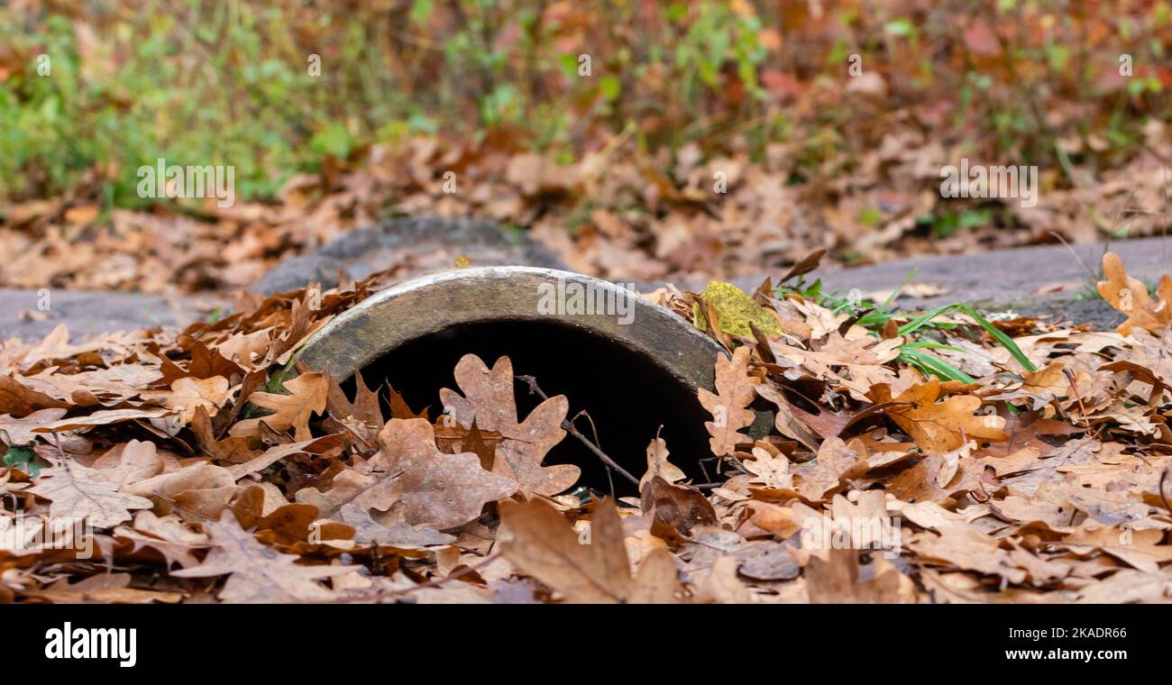 Tubo in calcestruzzo per lo scarico dell'acqua cosparso di foglie autunnali asciutte cadute Foto Stock