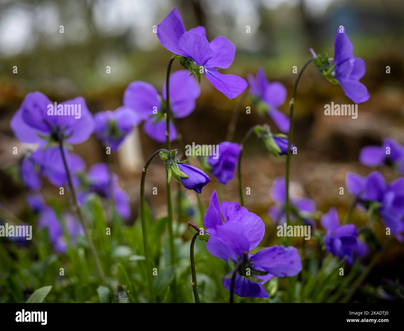 Primo piano di fiori viola di legno (Viola valderia) che fioriscono in primavera. Foto Stock