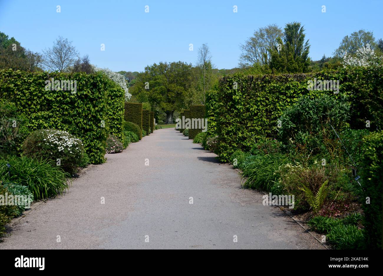 Percorso principale che separa i diversi giardini a RHS Garden Rosemoor, Torrington, Devon, Inghilterra, Regno Unito. Foto Stock