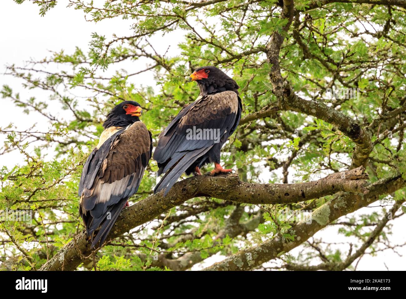 Coppia di aquile di Bateleur adulte, Terathopius ecaudatus, arroccate in un albero nel Parco Nazionale della Regina Elisabetta, Uganda. Questi a coda corta e di medie dimensioni Foto Stock