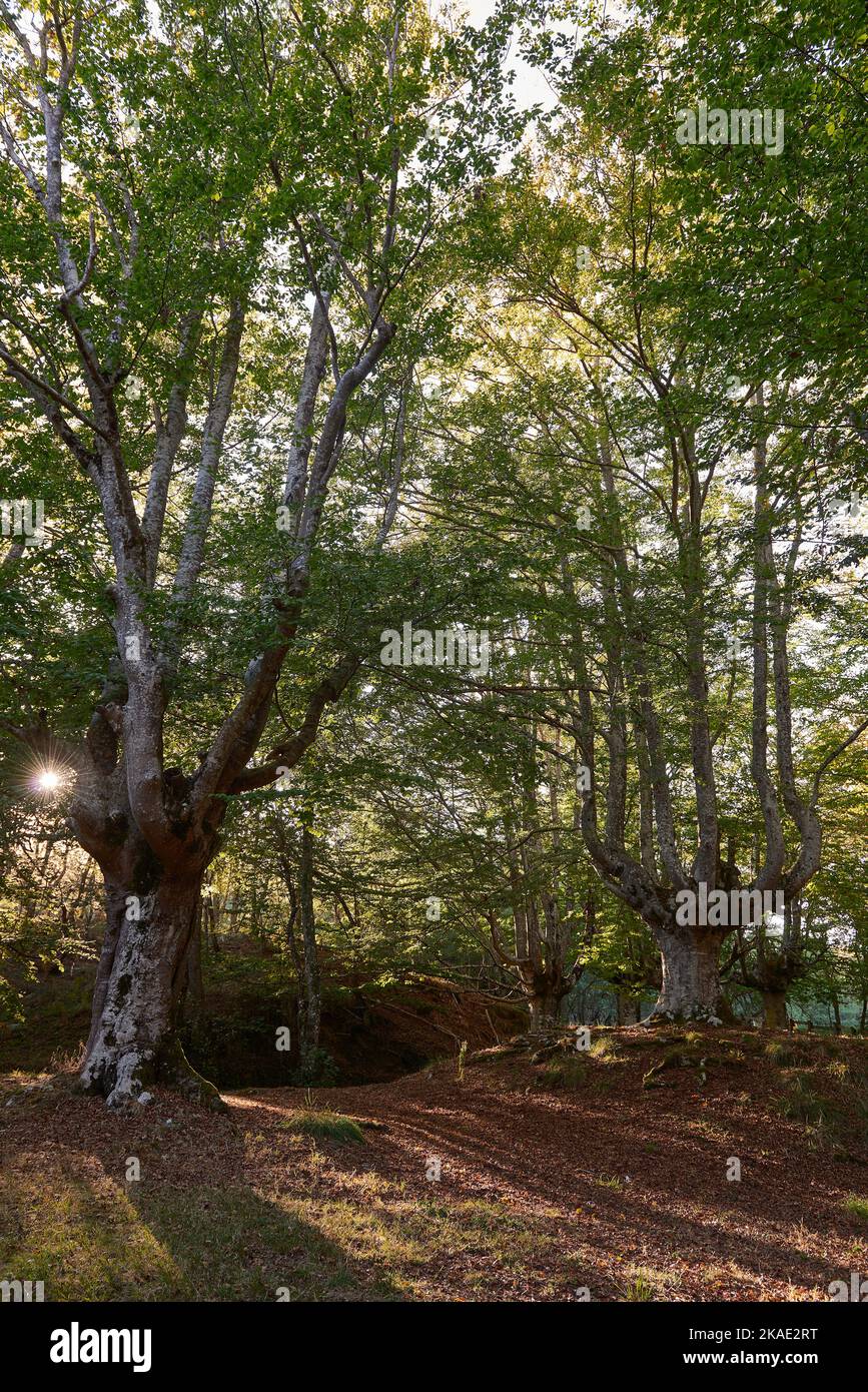 Parco Naturale di Gorbeia, Alaba, Paesi Baschi, Spagna, Europa Foto Stock