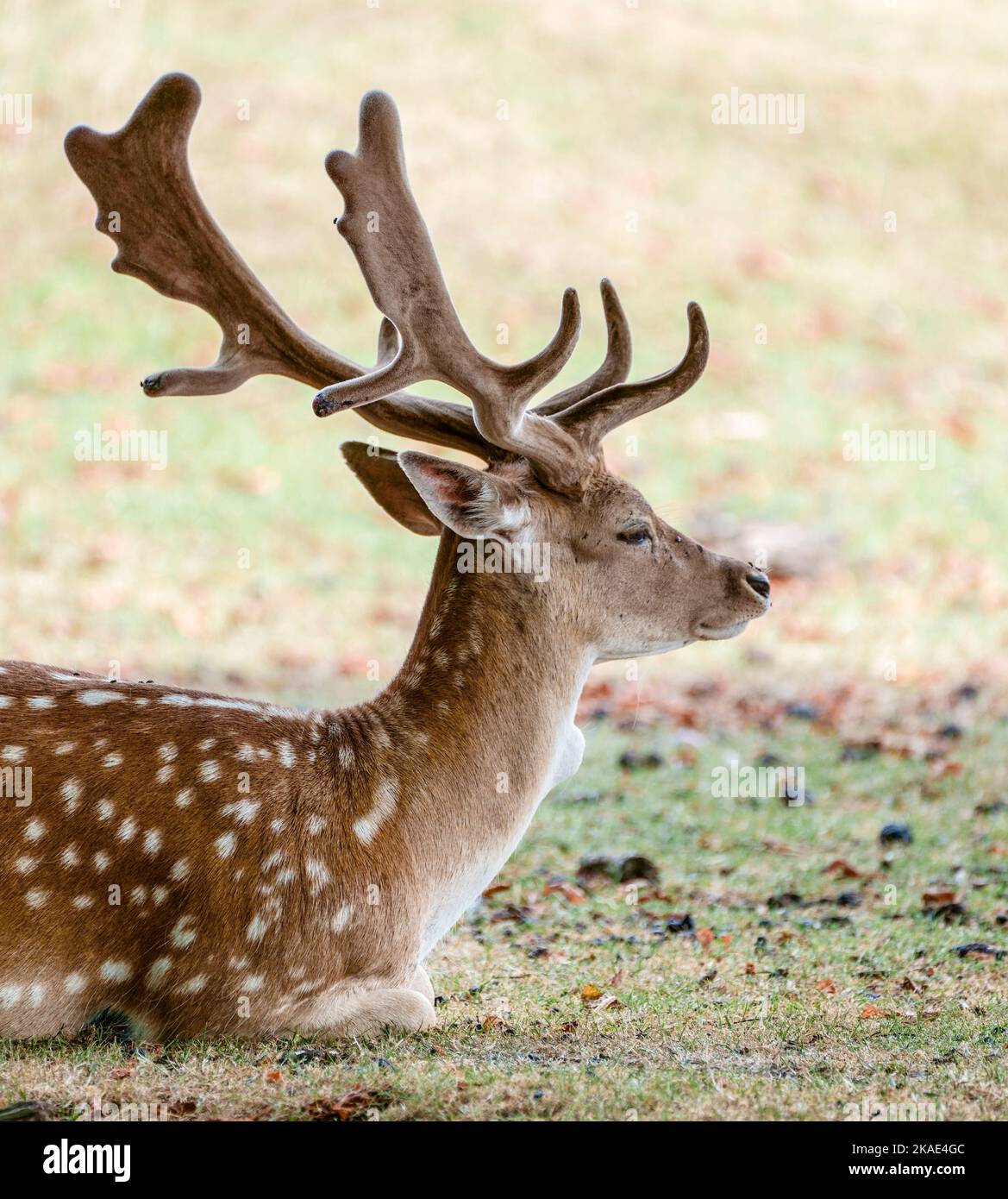 Primo piano del daino Dama Dama Staffordshire Inghilterra Regno Unito Foto Stock