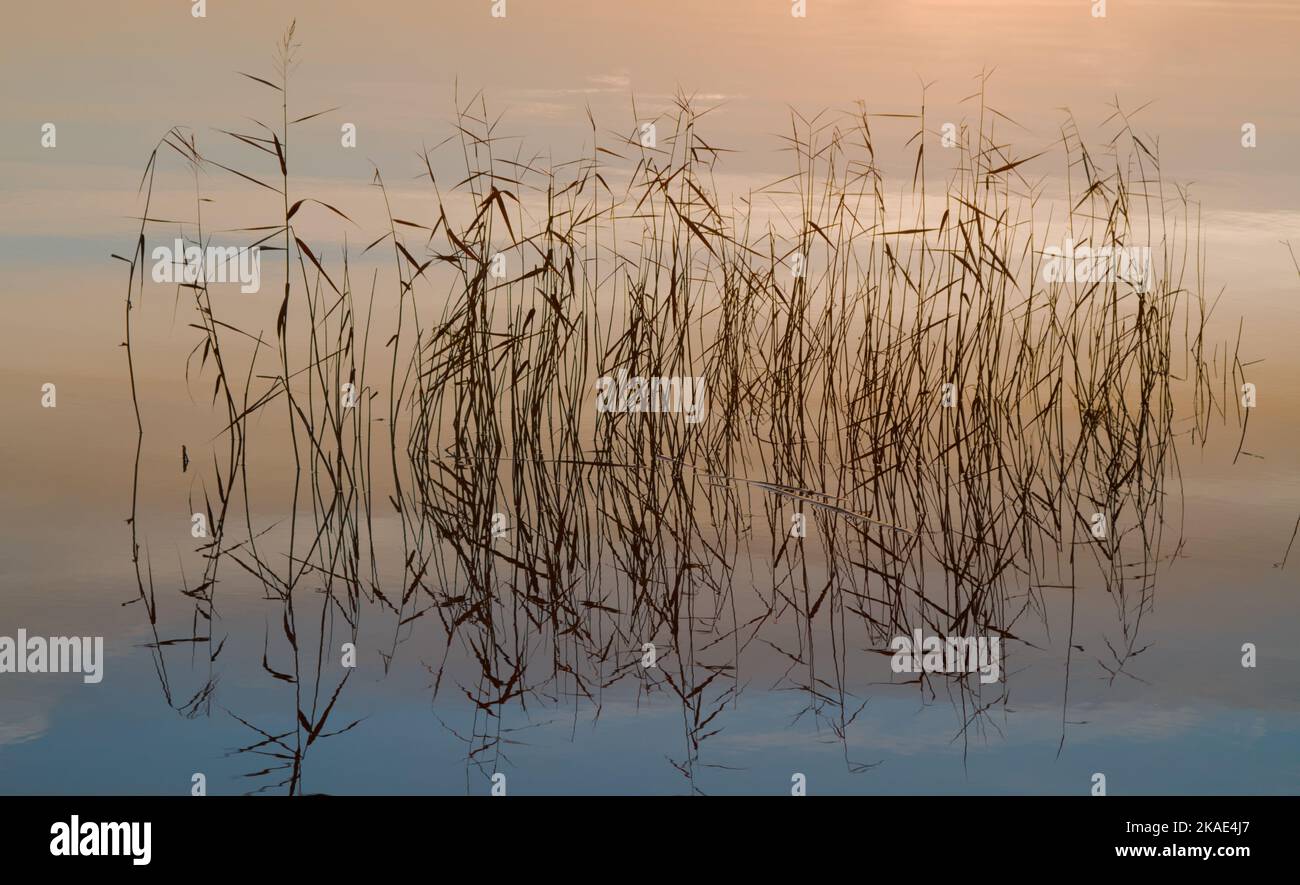 Riflessione dei canneti in acque calme a Sunrise, Christchurch UK Foto Stock