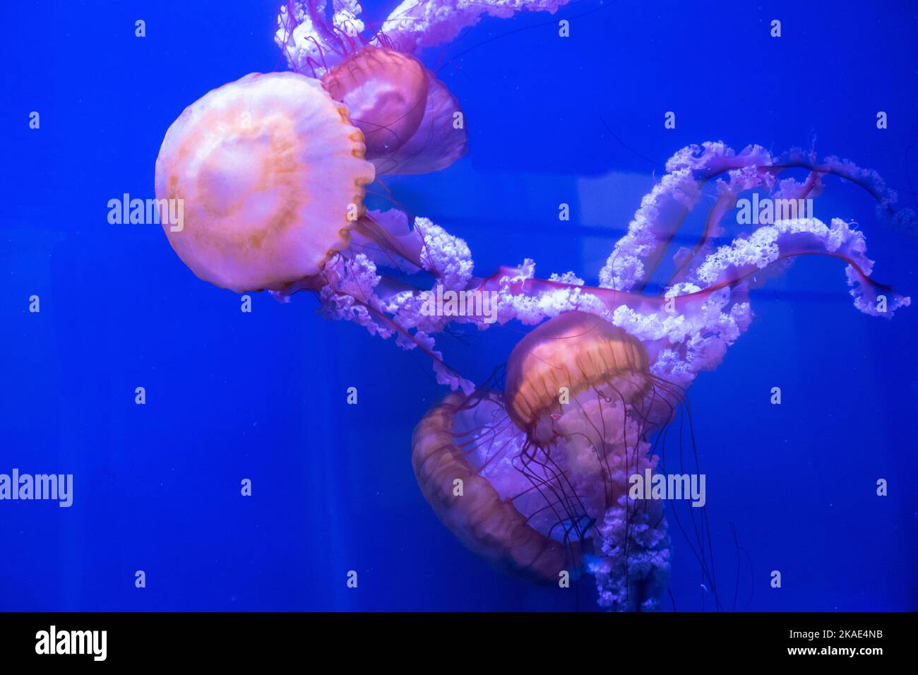 Ortica di mare meduse nuoto in un acquario Foto Stock