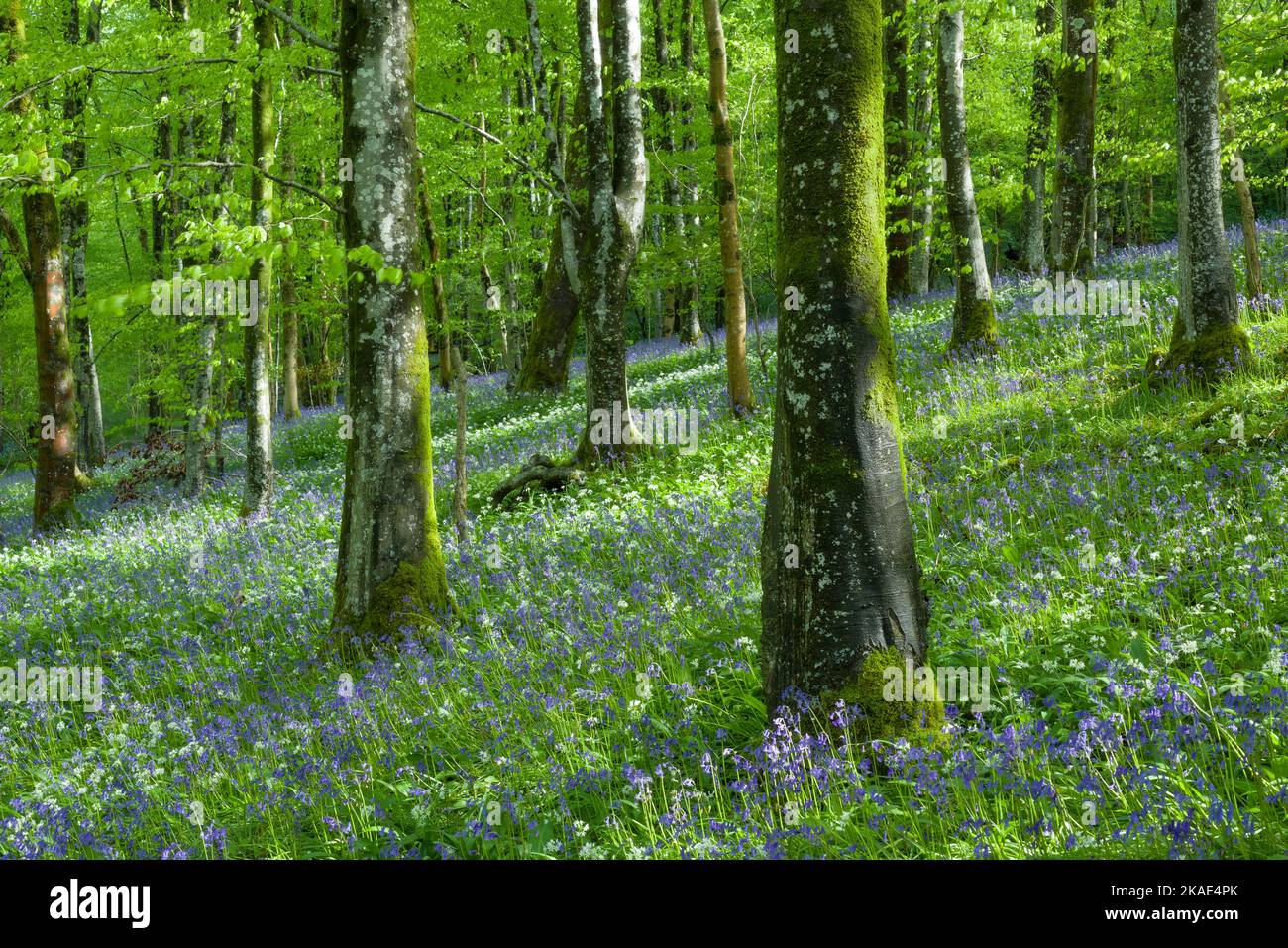 Aglio selvatico (Allium ursinum) e Bluebells (Hyacinthoides non scripta) in fiore in Long Wood, un bosco a foglia larga nelle colline di Mendip, Somerset, Inghilterra. Foto Stock