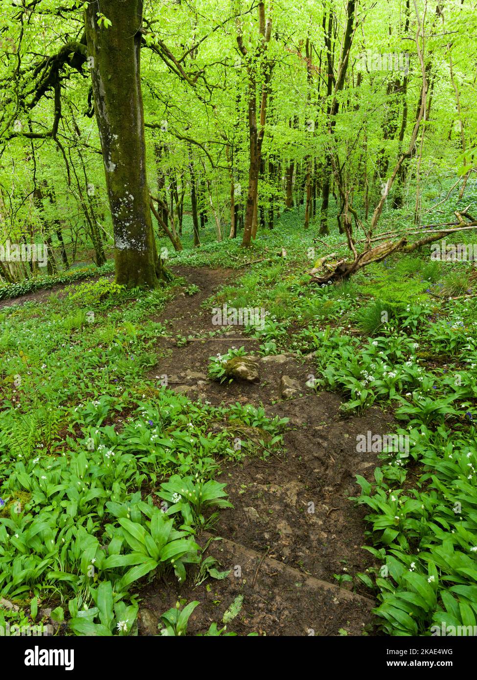 Un sentiero lungo la collina in Long Wood, un bosco a foglia larga nelle colline Mendip, in primavera, Somerset, Inghilterra. Foto Stock