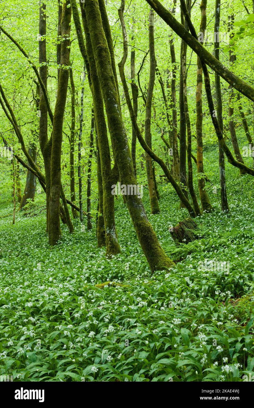 Aglio selvatico (Allium ursinum) o Ramsons in fiore in Long Wood, un bosco a foglia larga nelle colline di Mendip, Somerset, Inghilterra. Foto Stock