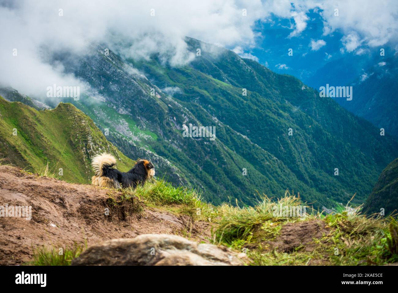 Luglio 14th 2022, Himachal Pradesh India. Cane pastore himalayano o cane gaddi a Parvati bagh valle durante Shrikhand Mahadev Kailash Yatra nel Himal Foto Stock