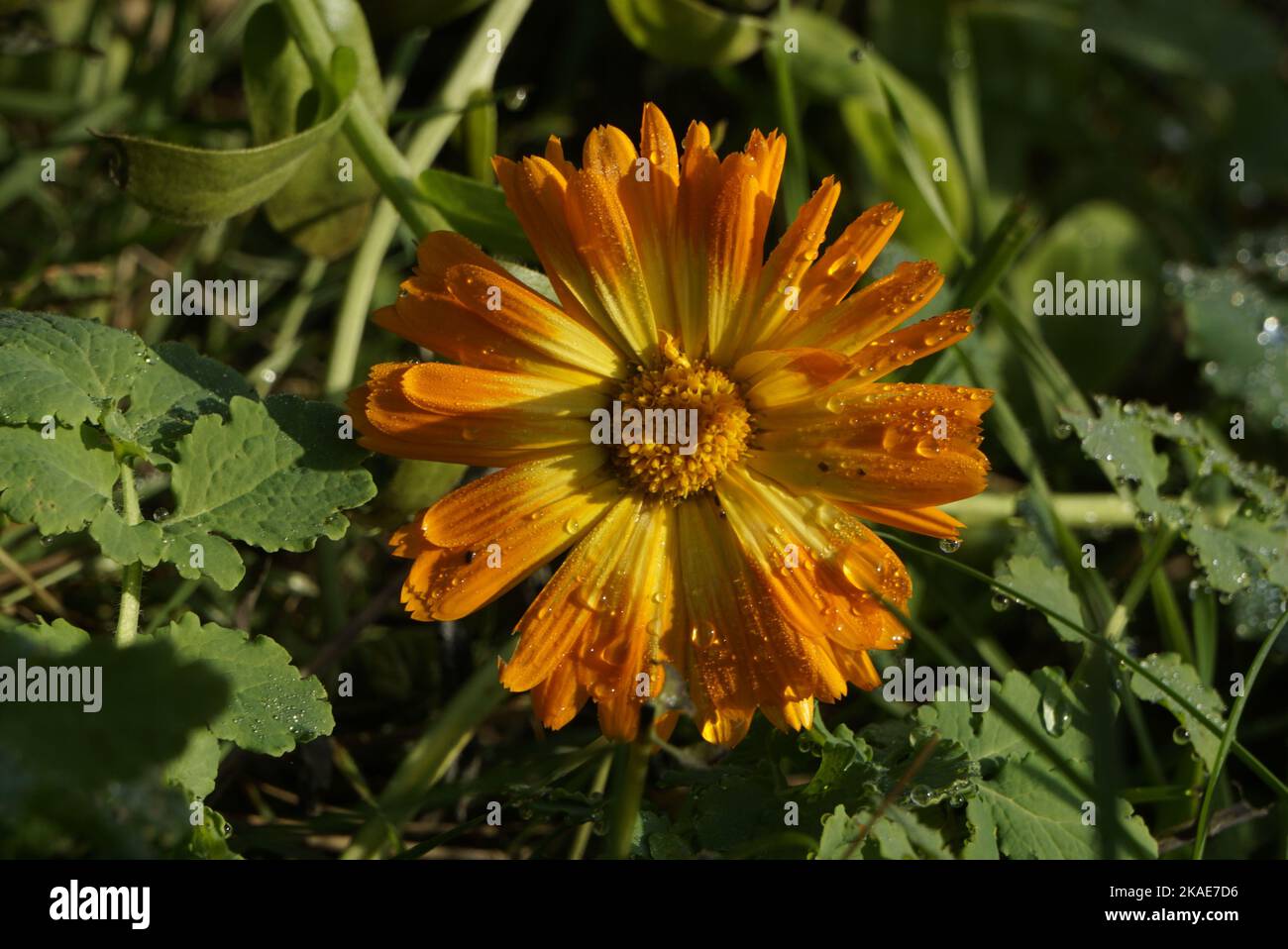 Un primo piano di una pentola marigold (Calendula officinalis) con gocce di rugiada su di esso Foto Stock