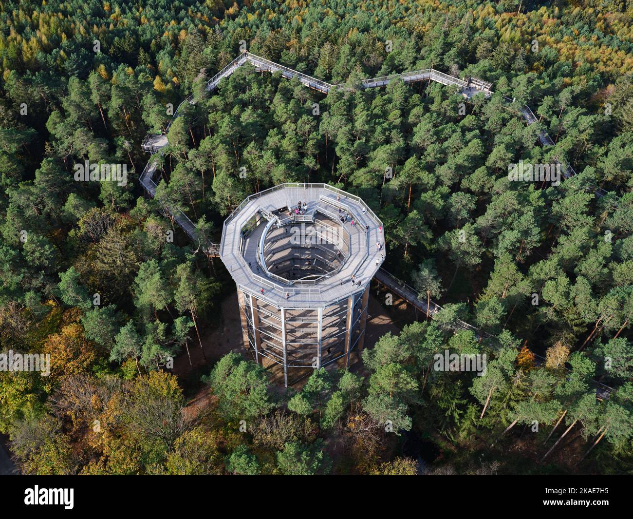 VISTA AEREA. Attrazione turistica dove le persone camminano su un sentiero a livello della cima degli alberi e terminano presso una piattaforma di osservazione. Chemin des Cimes, Alsazia, Francia. Foto Stock