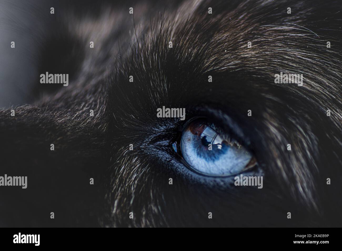 Primo piano dell'occhio del cane blu Foto Stock