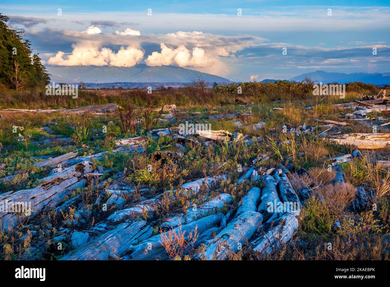 Driftwood in una palude di acqua salata a Padilla Bay, Samish Island, Washington state, USA Foto Stock