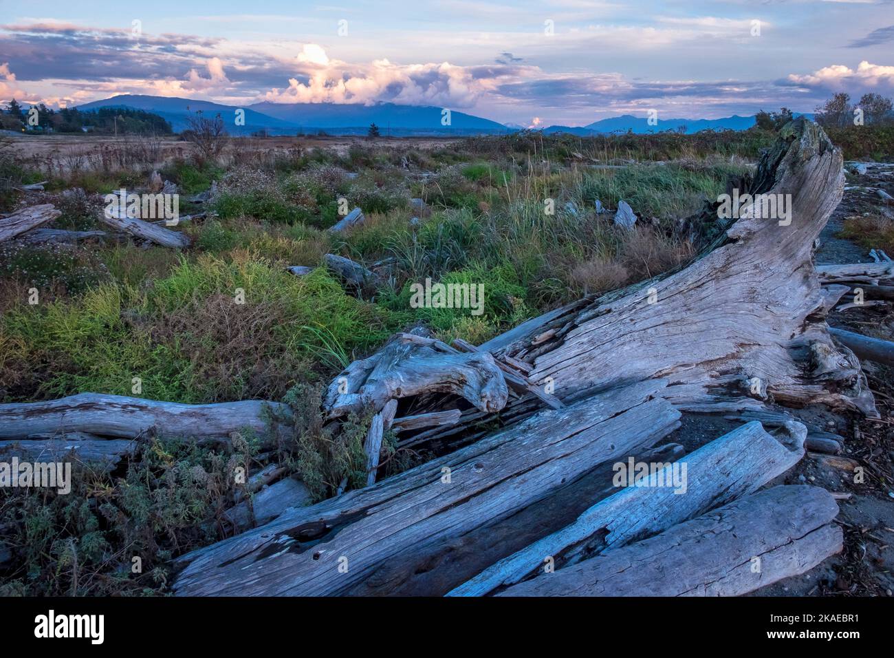 Driftwood in una palude di acqua salata a Padilla Bay, Samish Island, Washington state, USA Foto Stock
