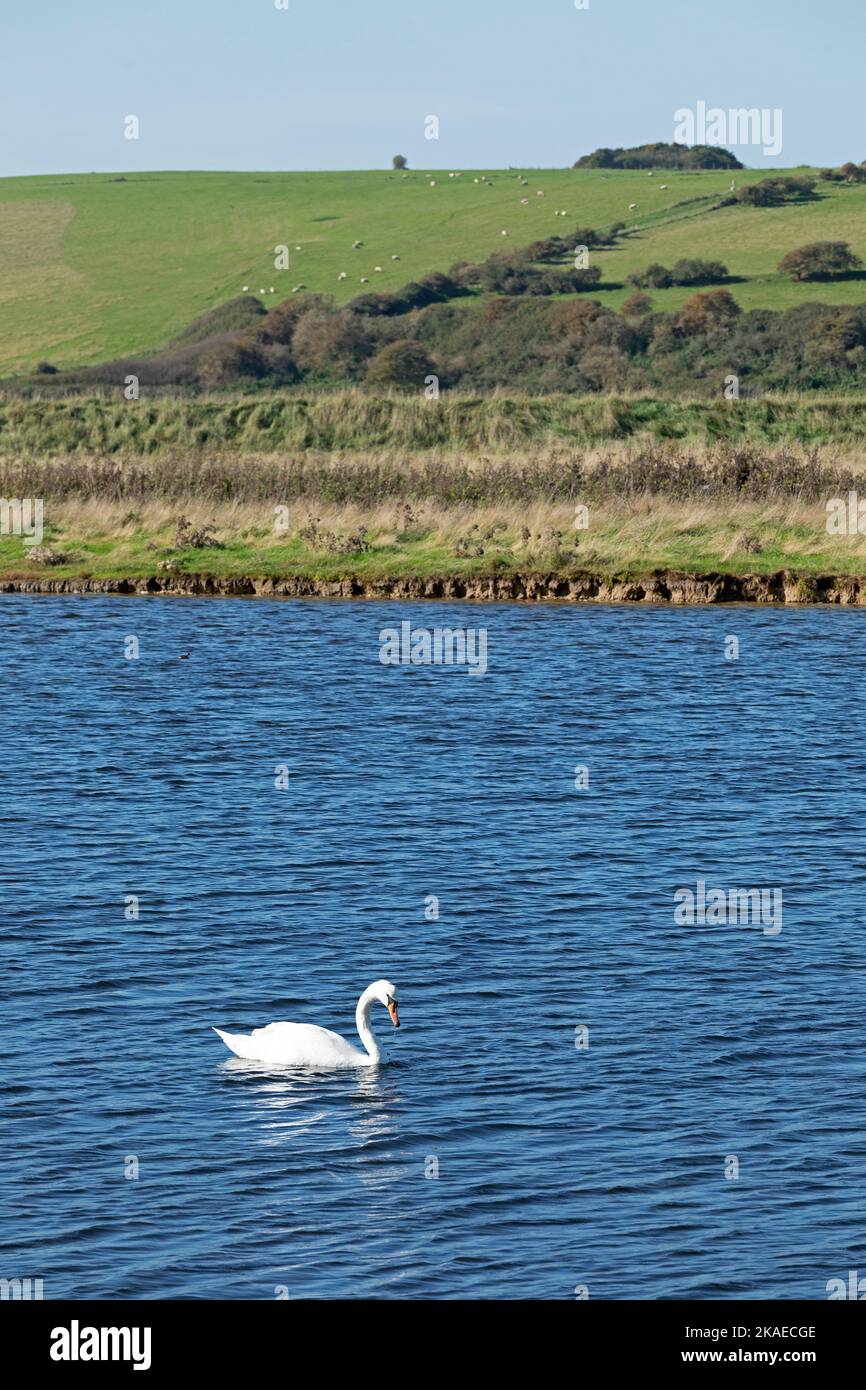 Swan accanto alla strada per Cuckmere Haven, Seven Sisters, South Downs, Inghilterra, Gran Bretagna Foto Stock