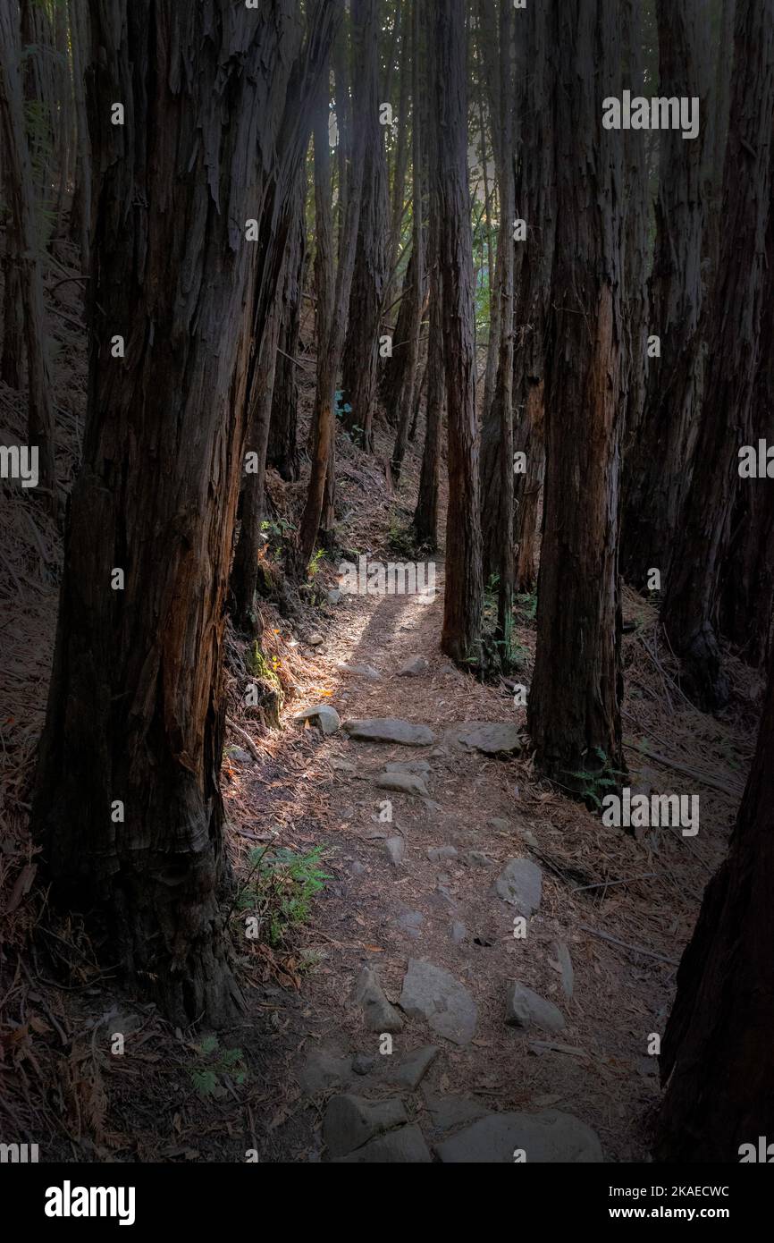 Foresta di sequoie scure, Hoo Koo e Koo Trail, Monte Tamalpais, California Foto Stock