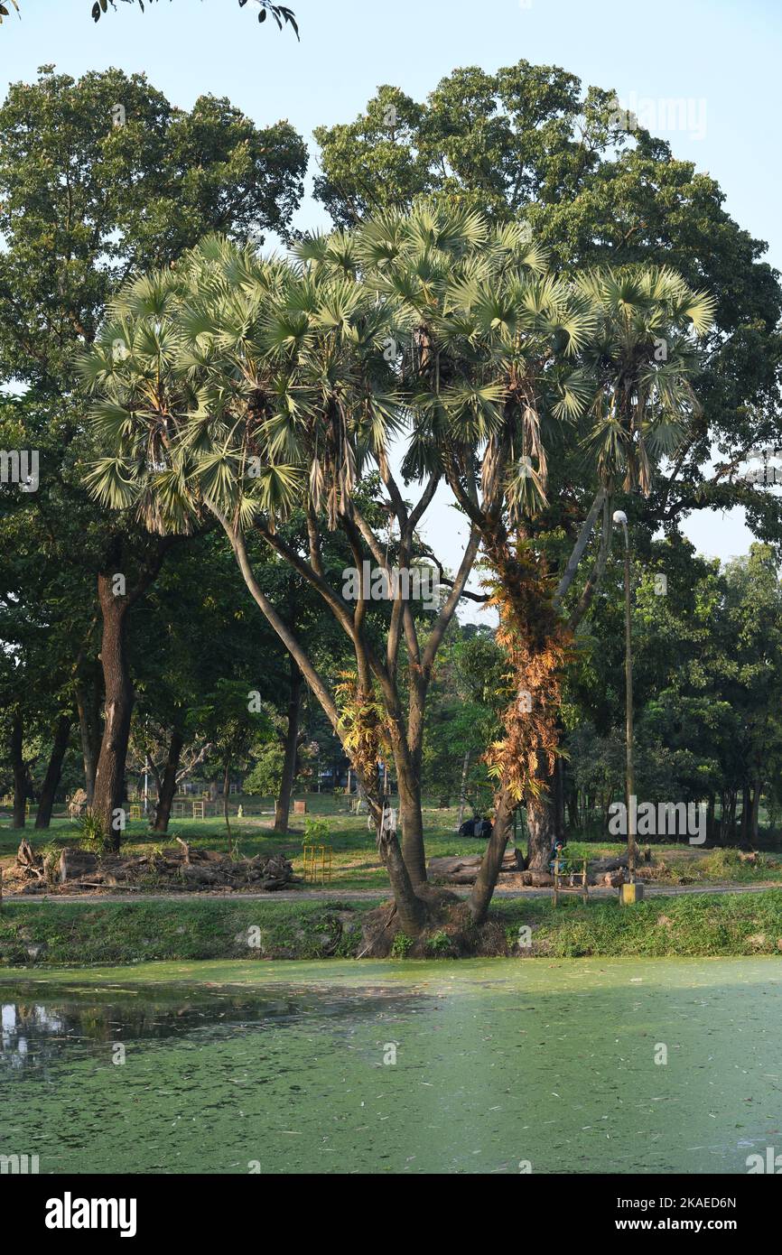 Hyphaene thebaica o Doum Palm (erroneamente Doom Palm), anche chiamato albero di pan di zenzero dell'Africa tropicale presso l'AJC Bose Indian Botanic Garden, Howrah, Foto Stock