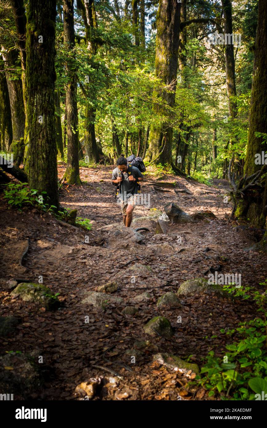 Luglio 14th 2022, Himachal Pradesh India. Un solista maschio trekking con uno zaino in mezzo alla foresta di deodar durante Shrikhand Mahadev Kailash Yatra in Himalaya Foto Stock