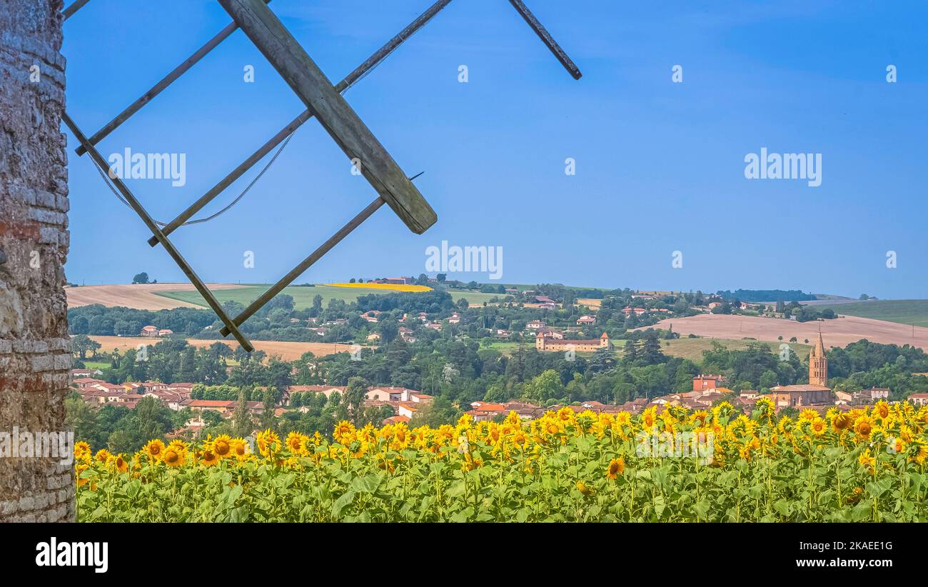 Girasoli in un campo in estate nel sud della Francia. Foto Stock