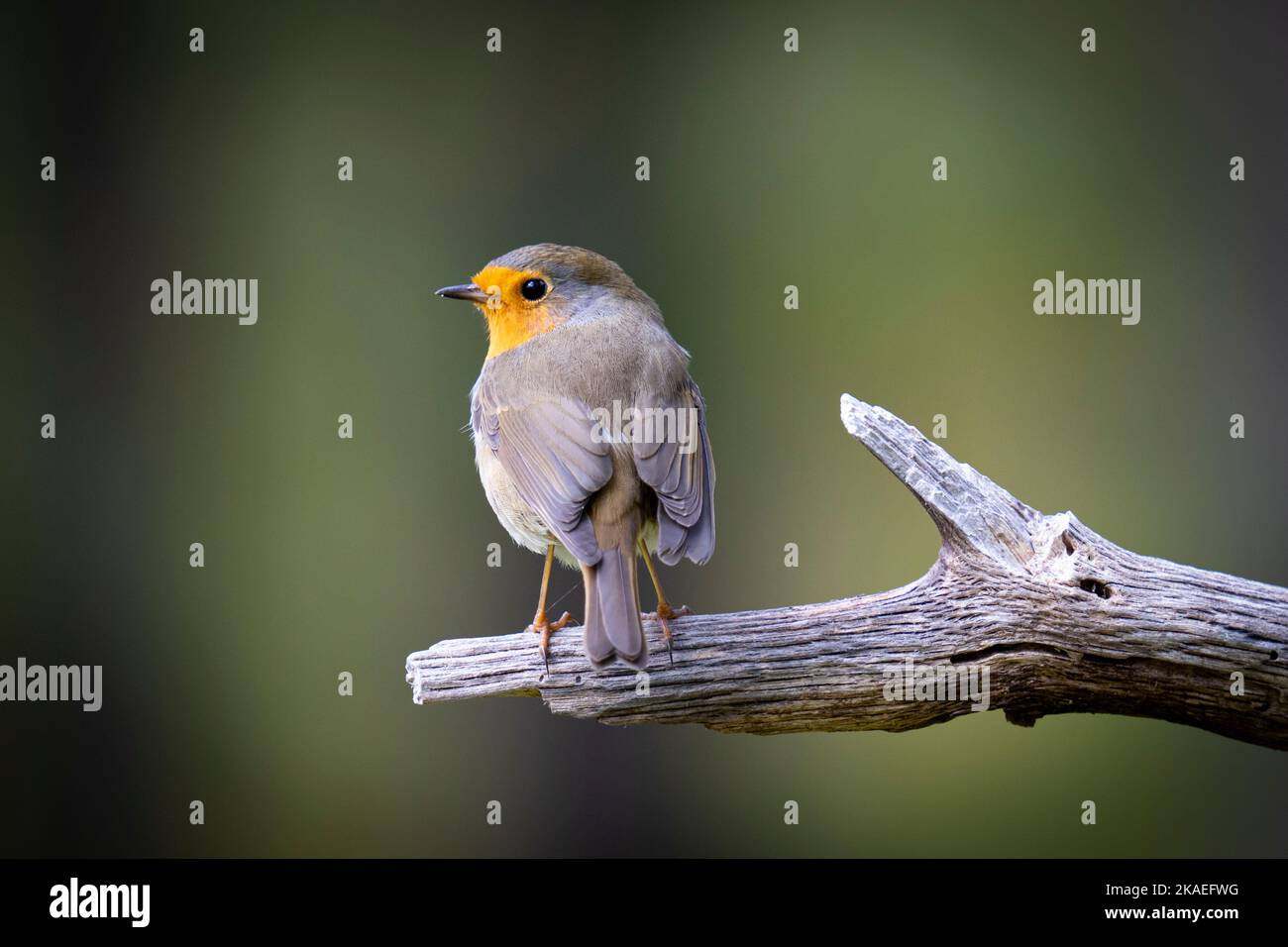 Un Erithacus rubecula appollaiato su legno isolato su sfondo sfocato Foto Stock
