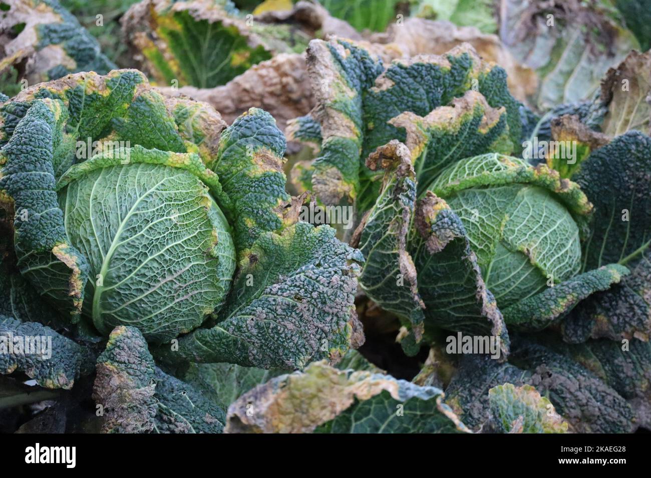 Campo Savoia in autunno con grandi teste Foto Stock