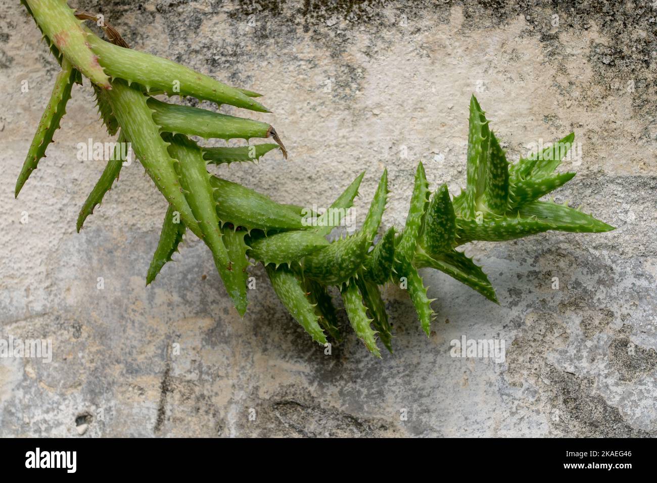 Vista in primo piano dello stelo curvo di aloe novna aka Tiger dente aloe succulente pianta outdoors isolato su vecchio sfondo parete Foto Stock