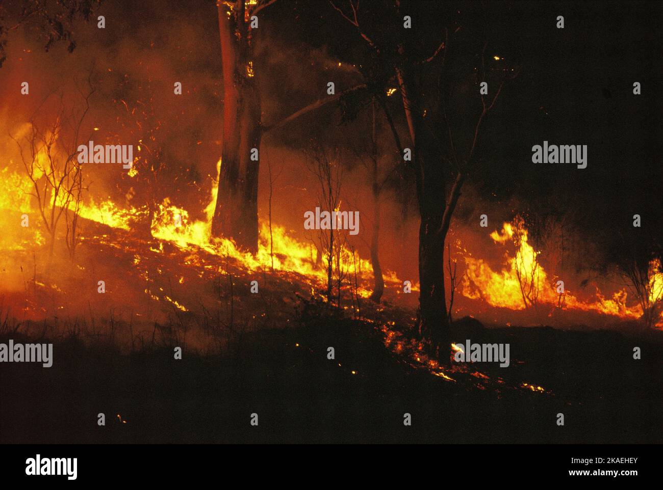 Australia. Nuovo Galles del Sud. Bush fuoco. Foto Stock
