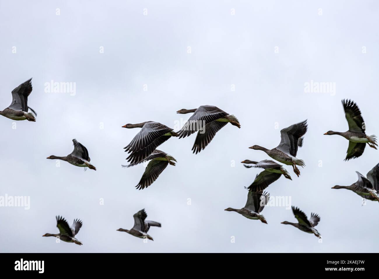 Volo Greylag Goose, Anser anser, Orkney, Scozia, Regno Unito Foto Stock