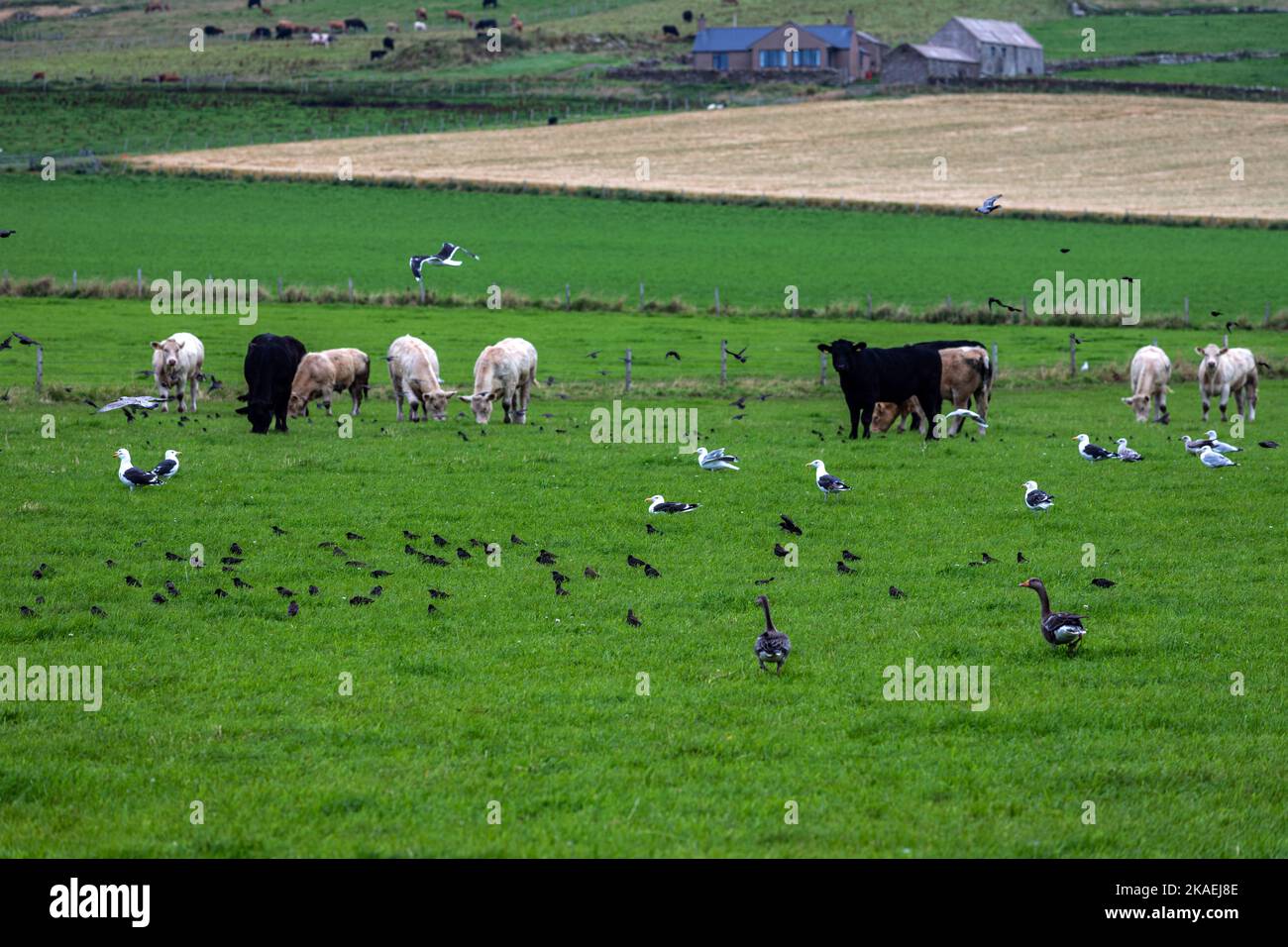 Mucche e oca di Greylag, Anser anser), Orkney, Scozia, Regno Unito Foto Stock