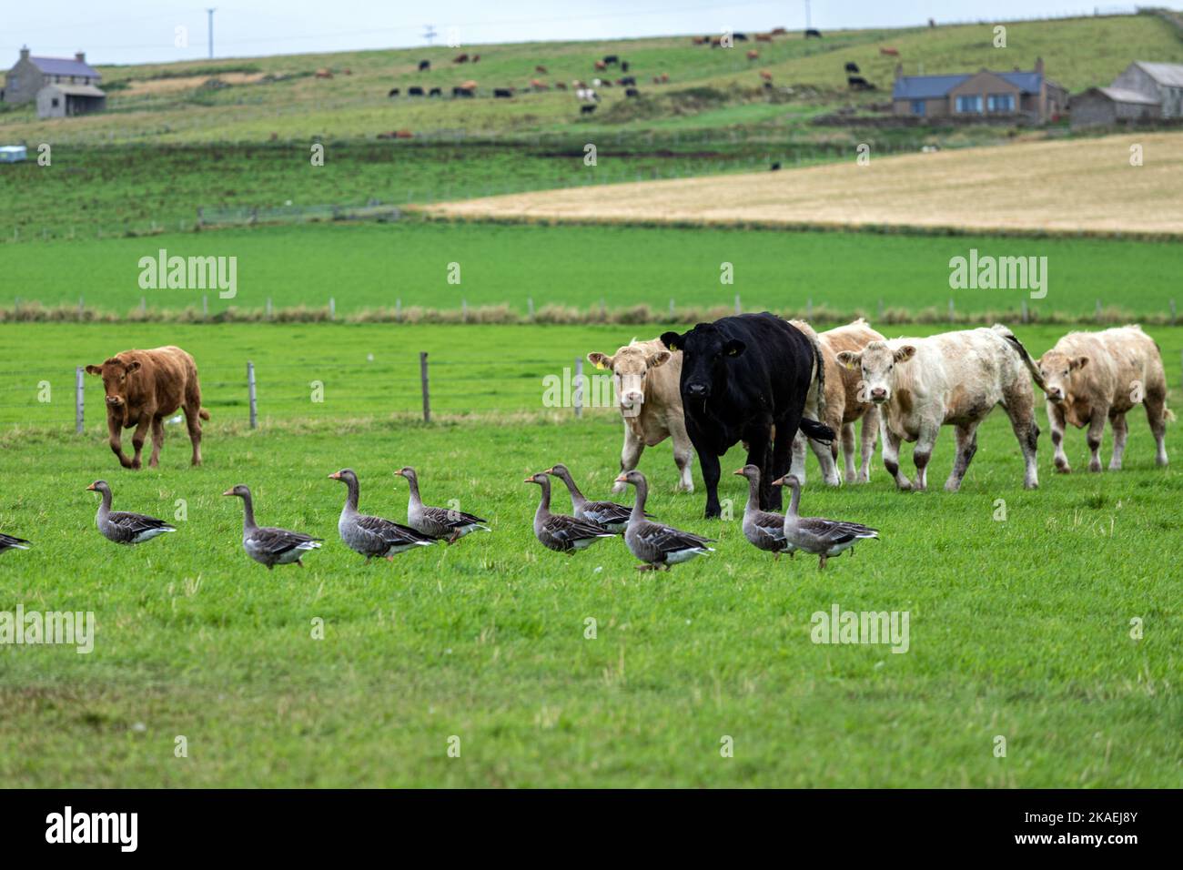 Mucche e oca di Greylag, Anser anser), Orkney, Scozia, Regno Unito Foto Stock