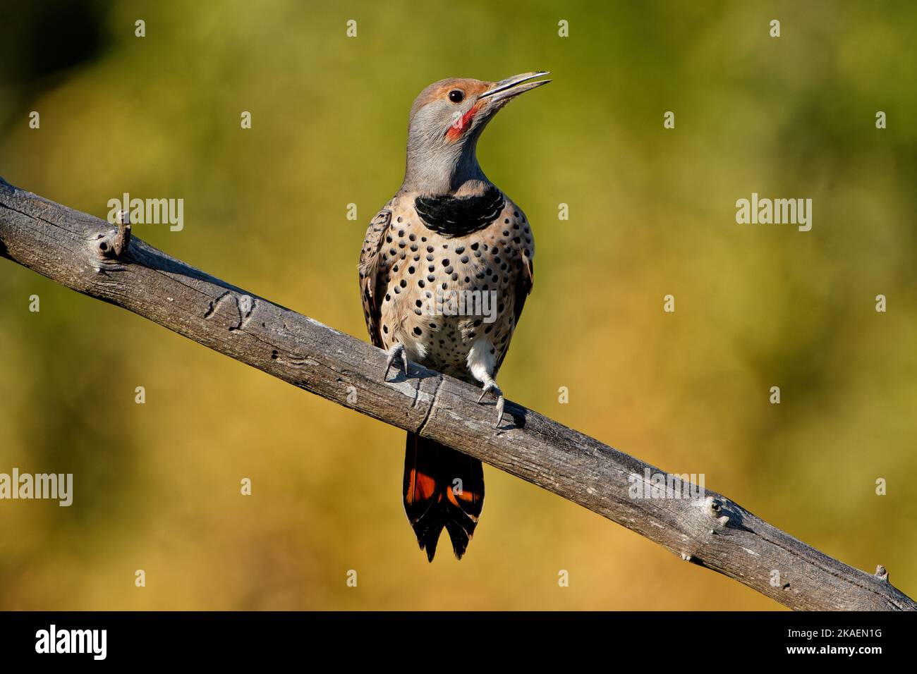 Un primo piano di uno sfarfallio settentrionale sul ramo di un albero Foto Stock