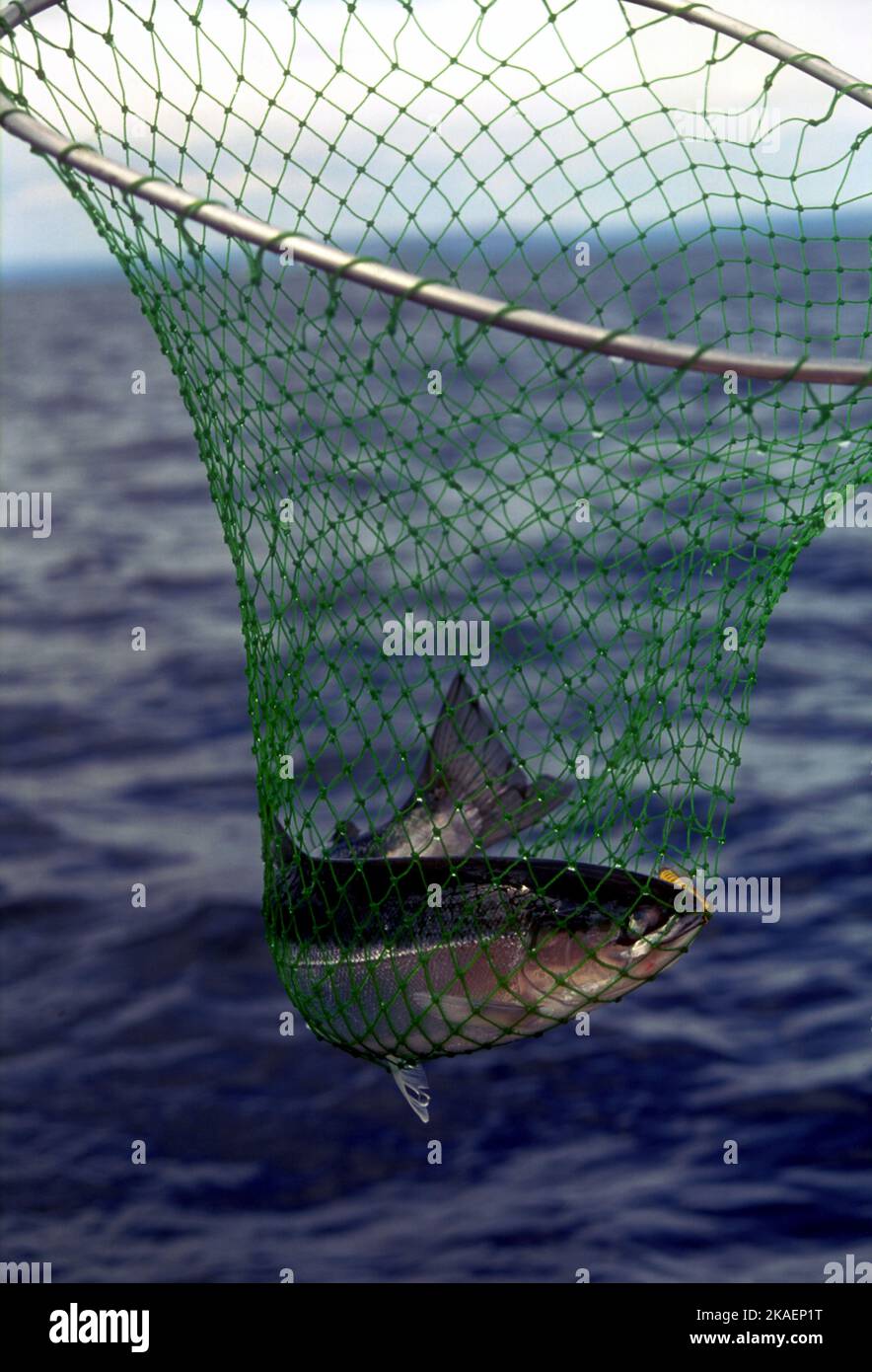 Un primo piano verticale di un pesce trota arcobaleno in una rete da pesca verde contro le onde blu del lago Foto Stock