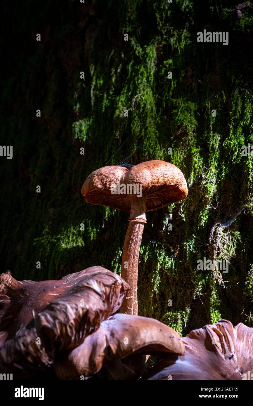 Parco Nazionale delle foreste Casentinesi, Badia Prataglia, Toscana, Italia, Europa. Funghi su tronco coperto di muschio. Foto Stock