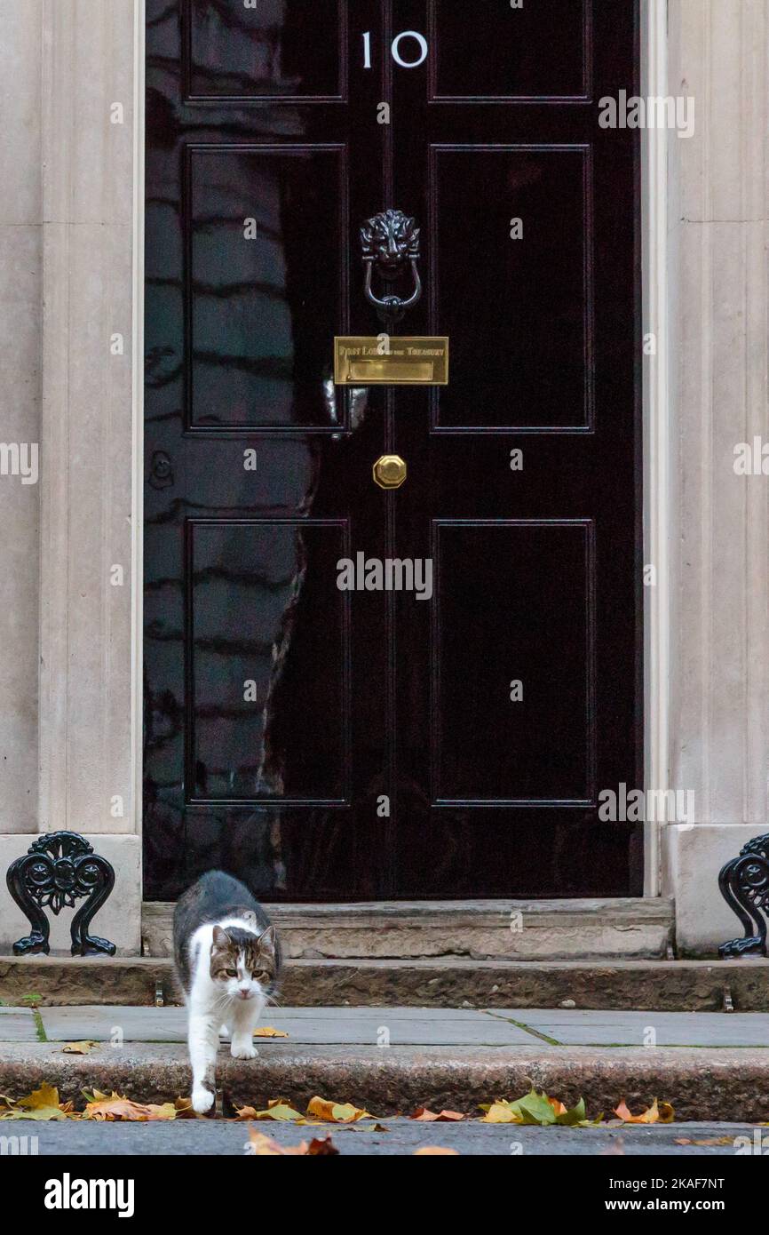 Downing Street, Londra, Regno Unito. Larry, marrone e bianco gatto tabby e Capo Mouser per l'Ufficio del Gabinetto, al di fuori numero 10 Downing St. Foto: Amanda Rose Foto Stock