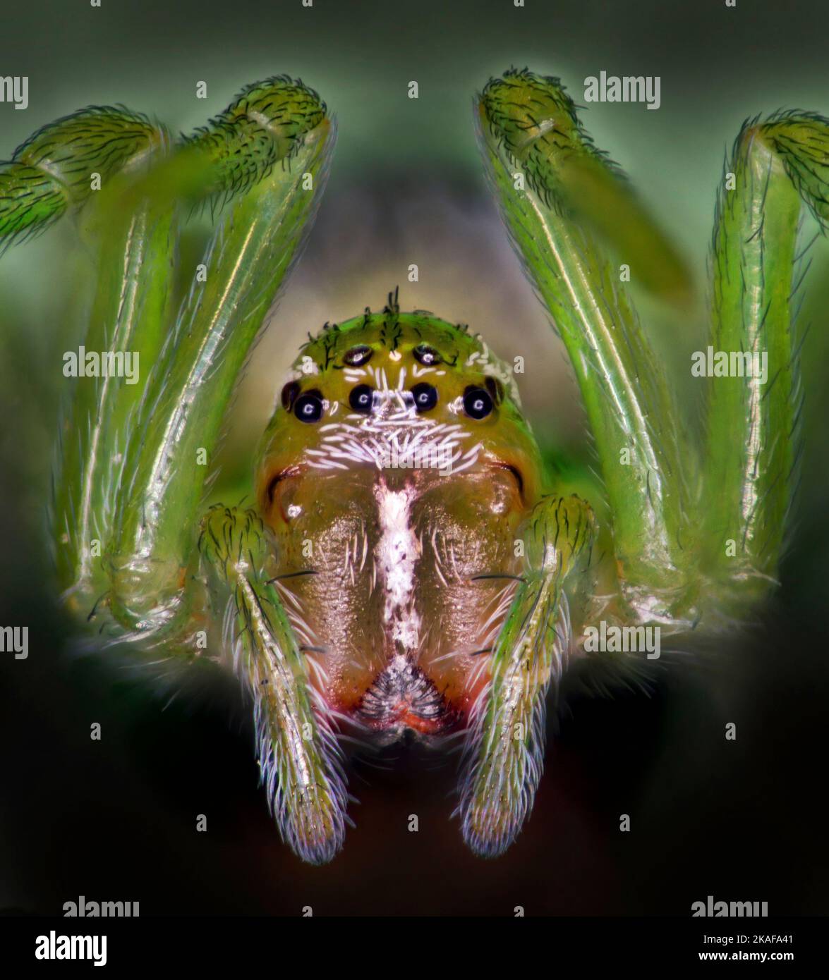 Piccolo ragno verde, Araniella cucurbitina, Regno Unito. Immagine macro verticale alta Foto Stock