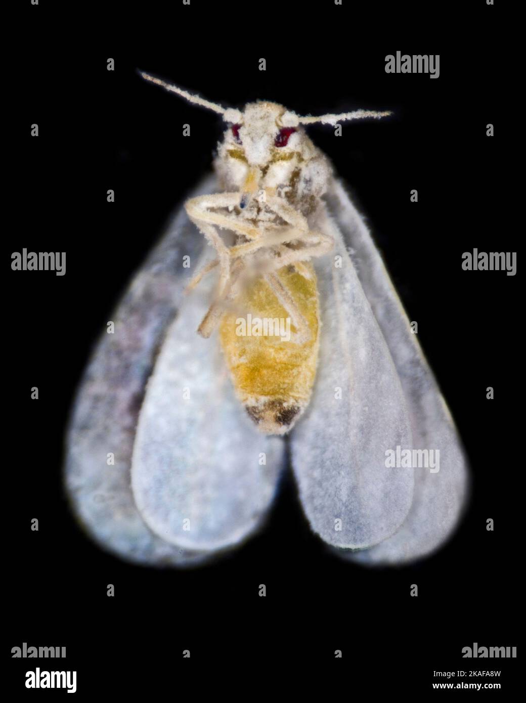 Mosca bianca, vaporariorum Trialeurodes, vista ventrale coperta dalla crescita fungina Foto Stock