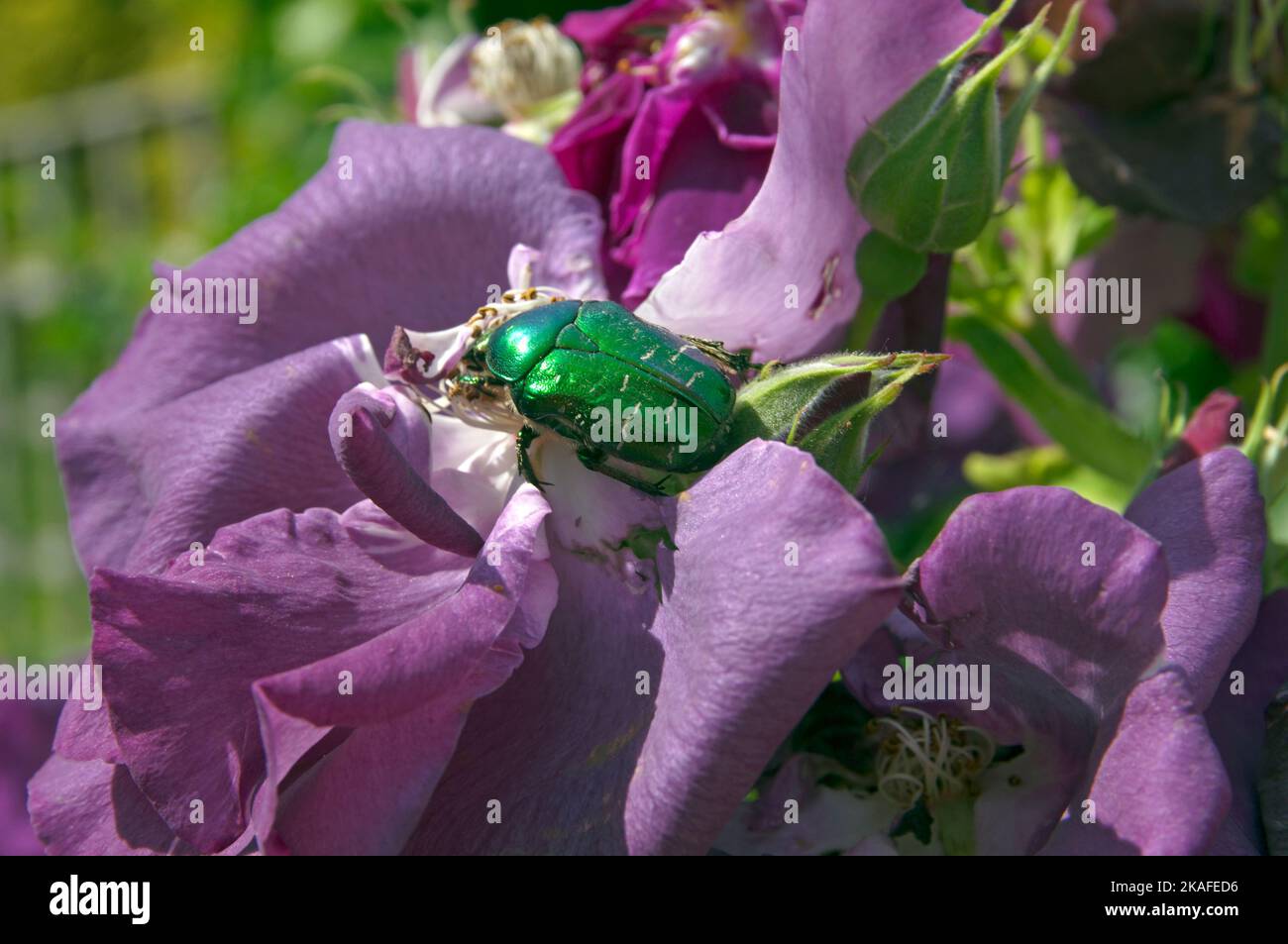 Verde, iridescente Rose Chafer Beetle su una rosa viola, giardino inglese, giugno 2022. Cetonia Aurata. Foto Stock