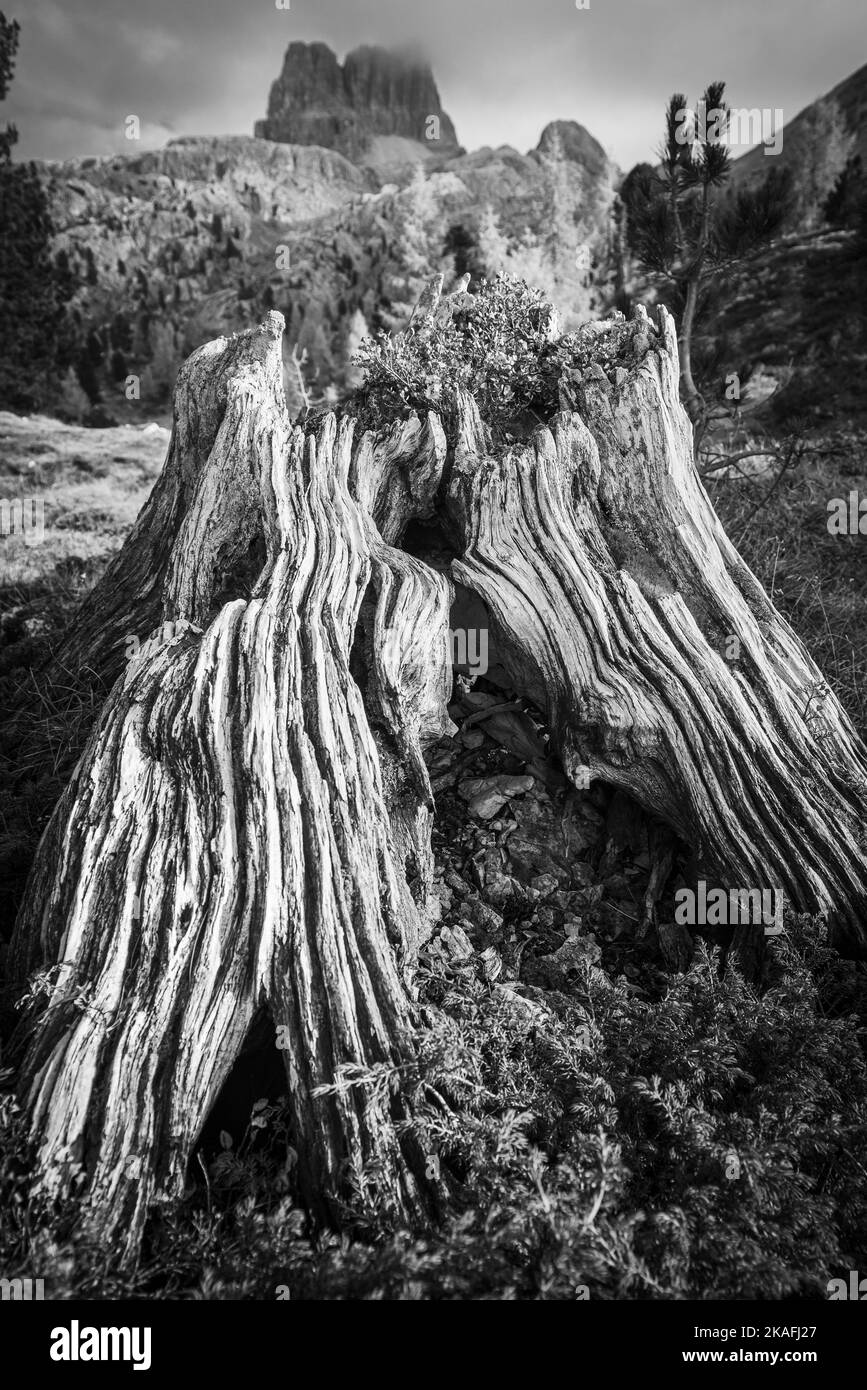 Muschi e arbusti e corteccia di gnarled su un ceppo di alberi nella foresta di montagna sotto l'Averau al Passo Falzarego, Dolomiti, Italia Foto Stock