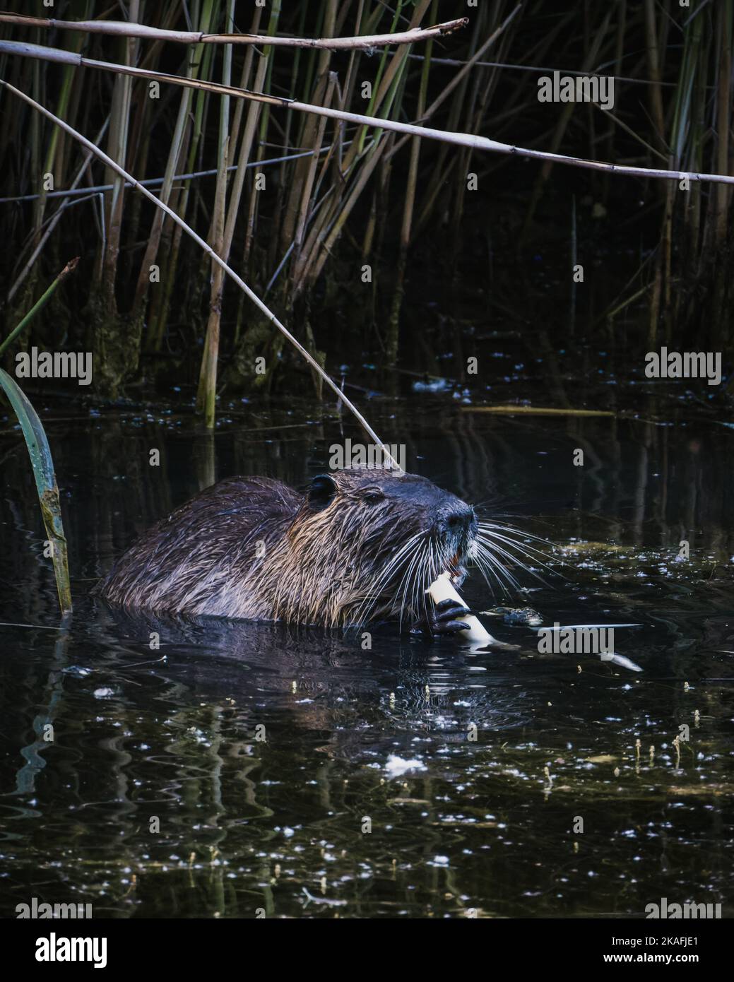 Un colpo verticale di una nutria nello stagno mangiare Foto Stock