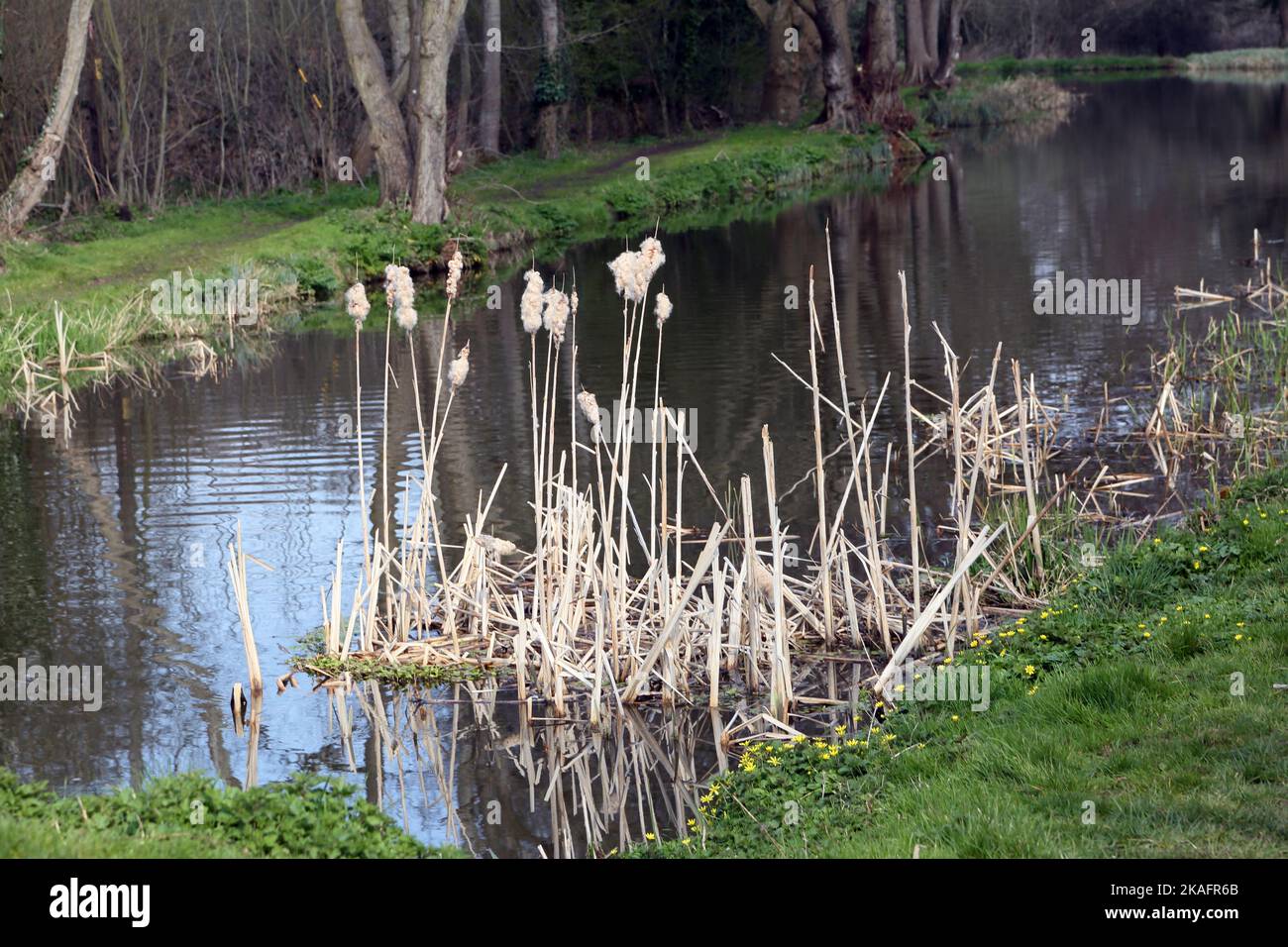Bullrushes in primavera inizio fiume wey navigazione surrey inghilterra Foto Stock
