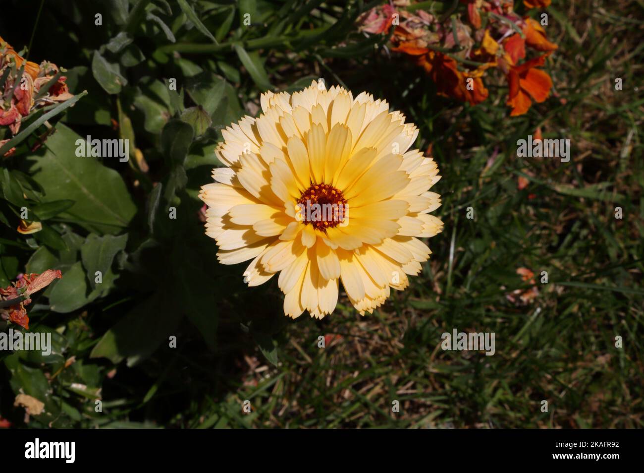 Vaso Marigold (Calendula officinalis) Foto Stock