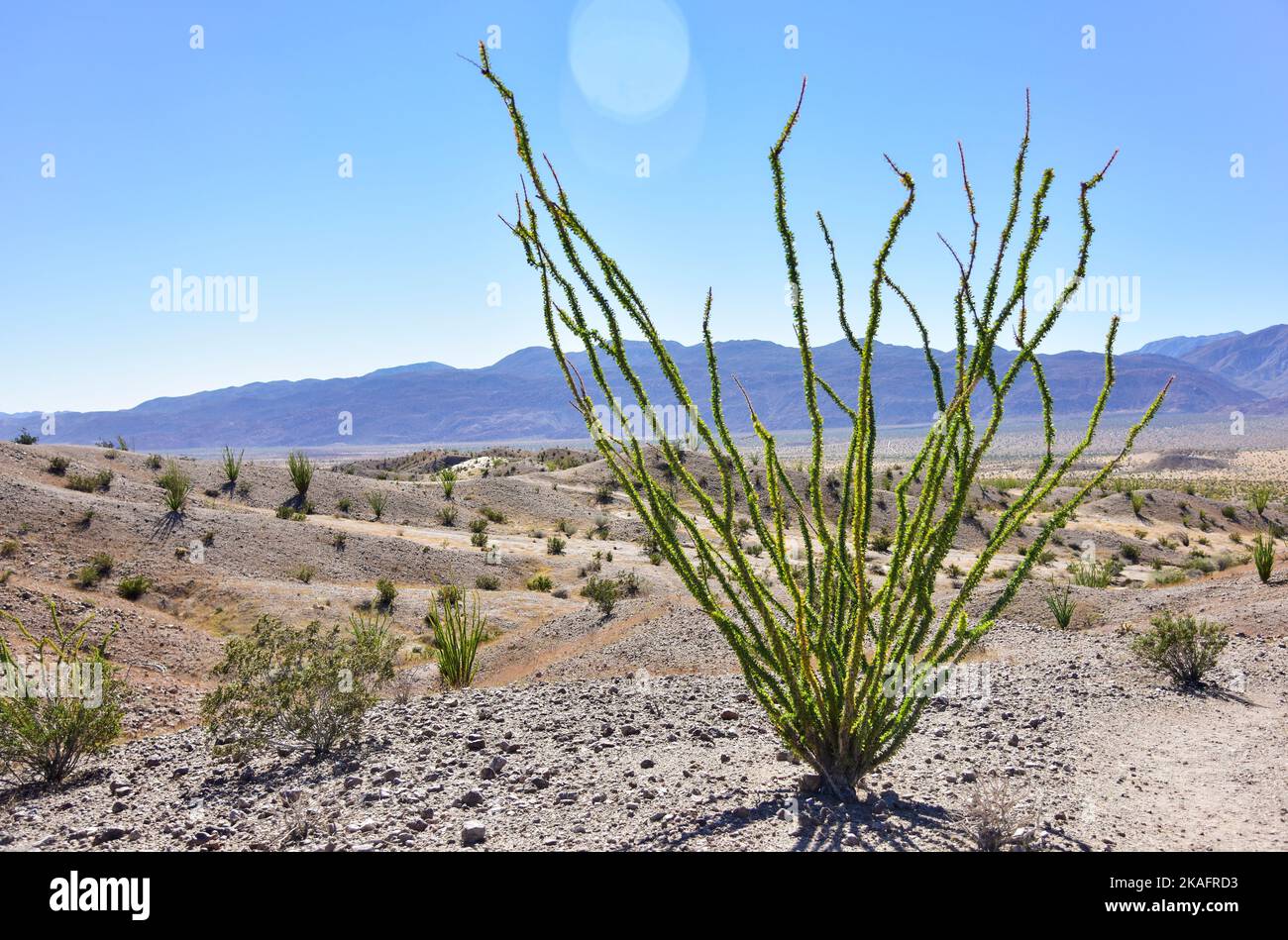 Ocotillo (Fouquieria splendens) a Borrego Springs, California, nel deserto di Anza-Borrego. Foto Stock